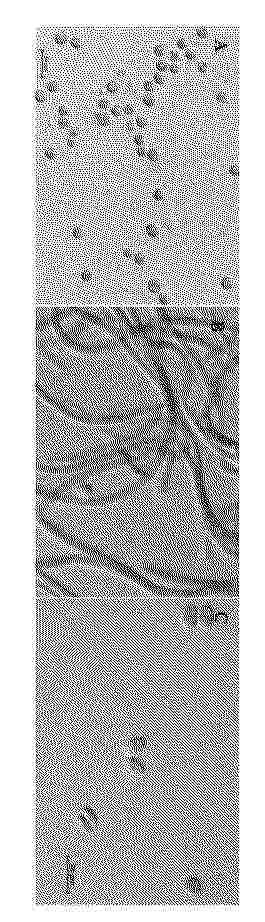 CN_119570630_PA