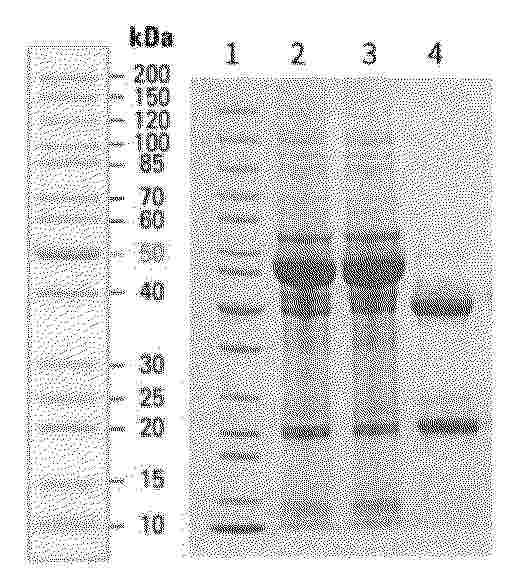 CN_122218211_PA