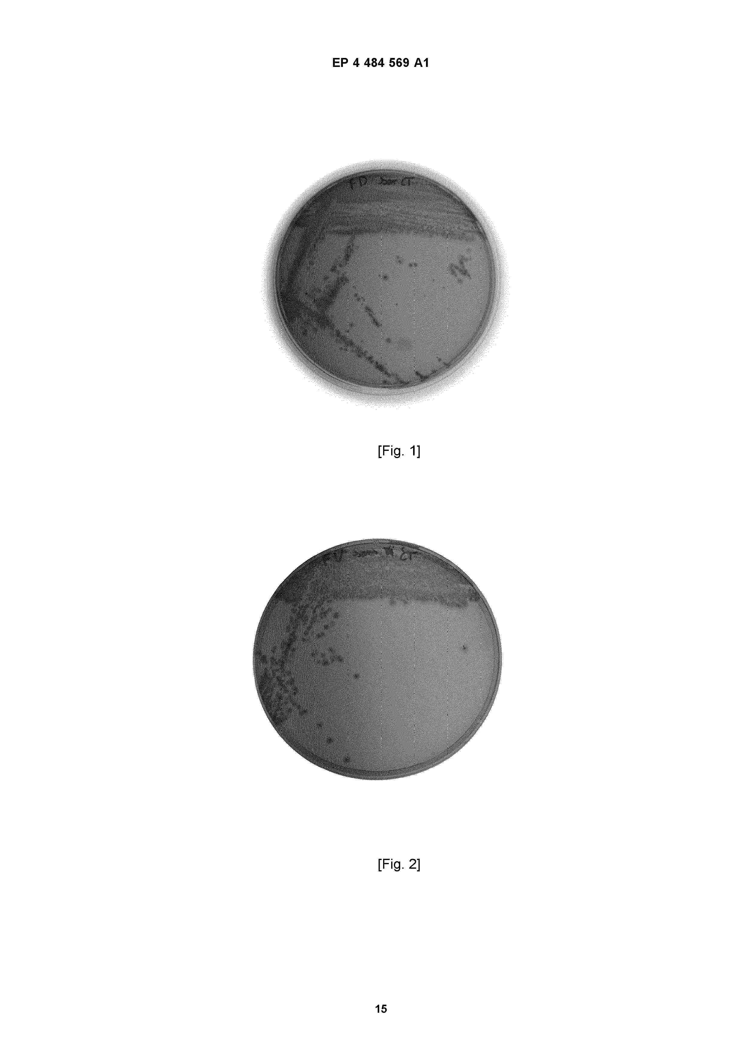 EP_4484569_A1