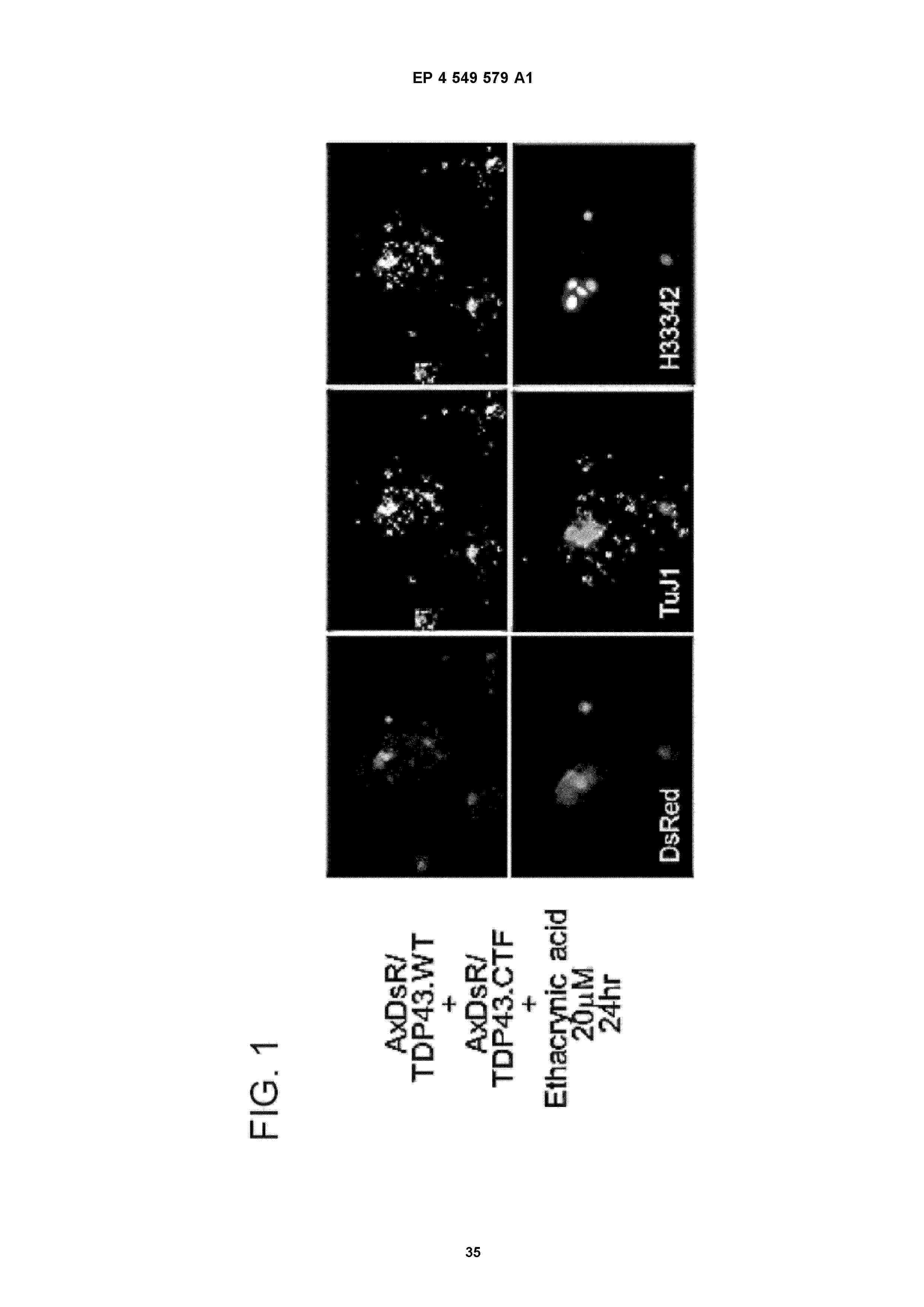 EP_4549579_A1