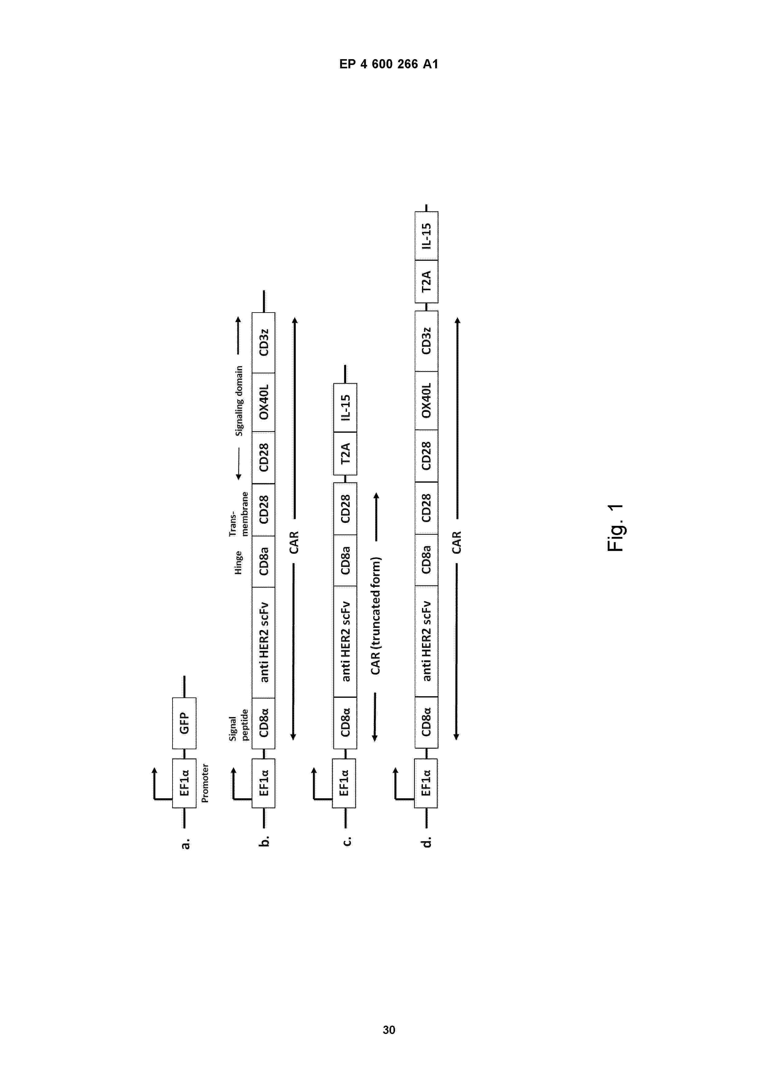 EP_4600266_A1