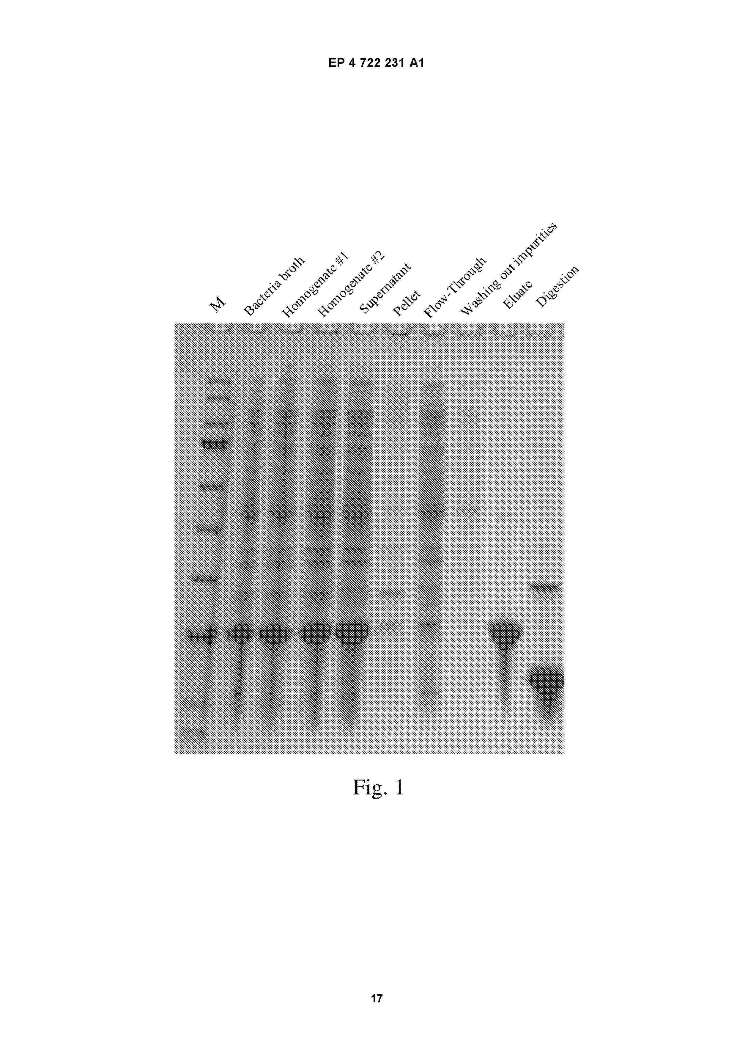 EP_4722231_A1