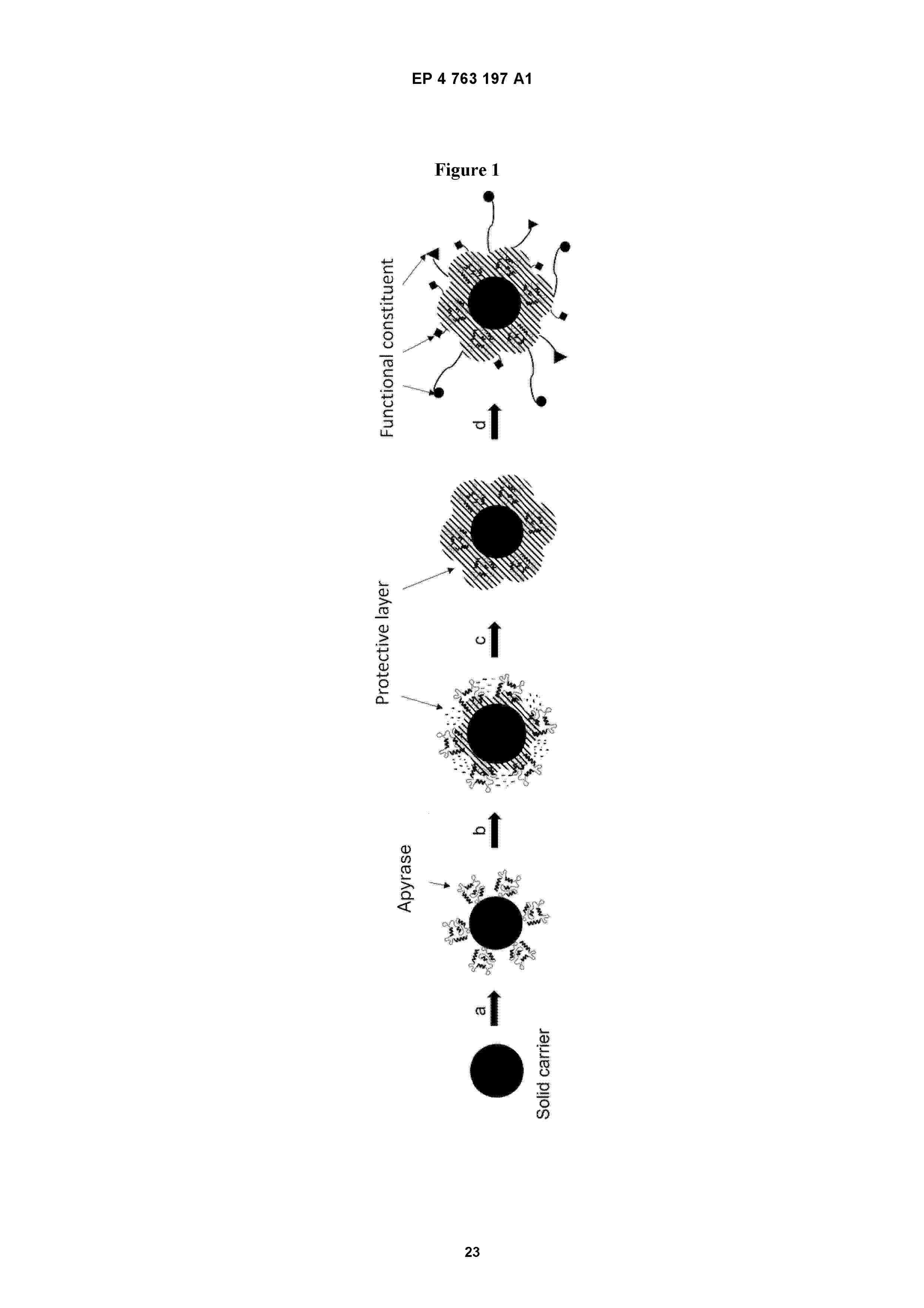 EP_4763197_A1