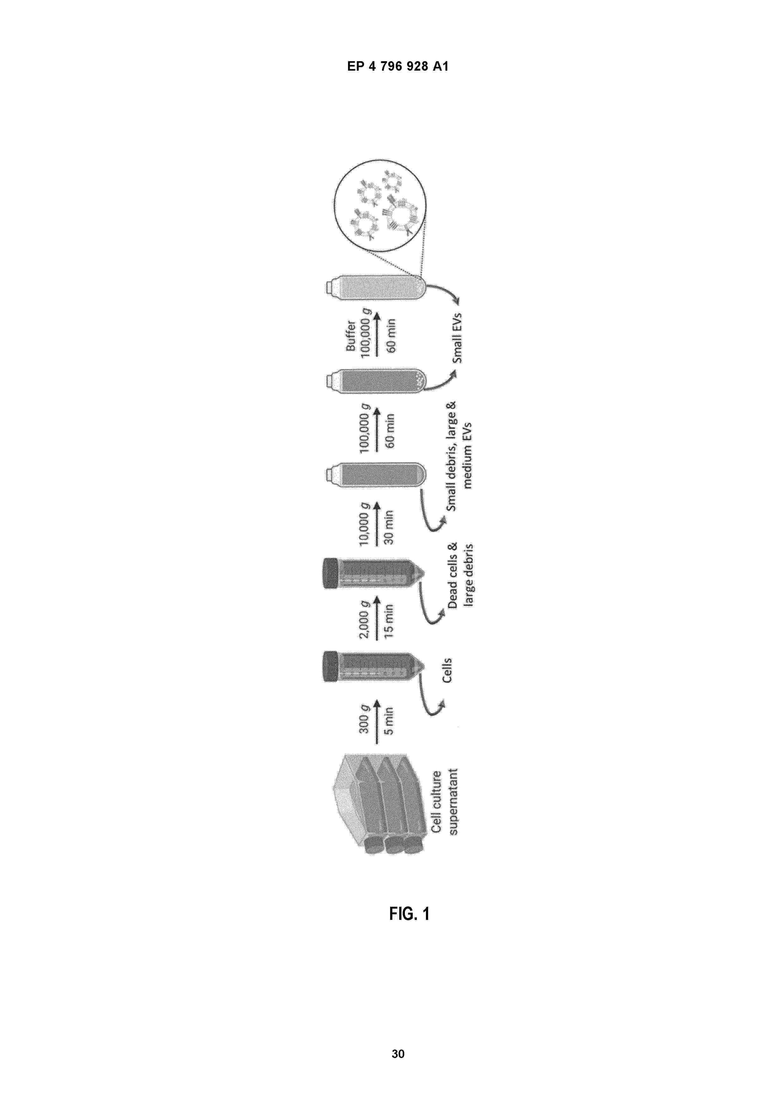 EP_4796928_A1
