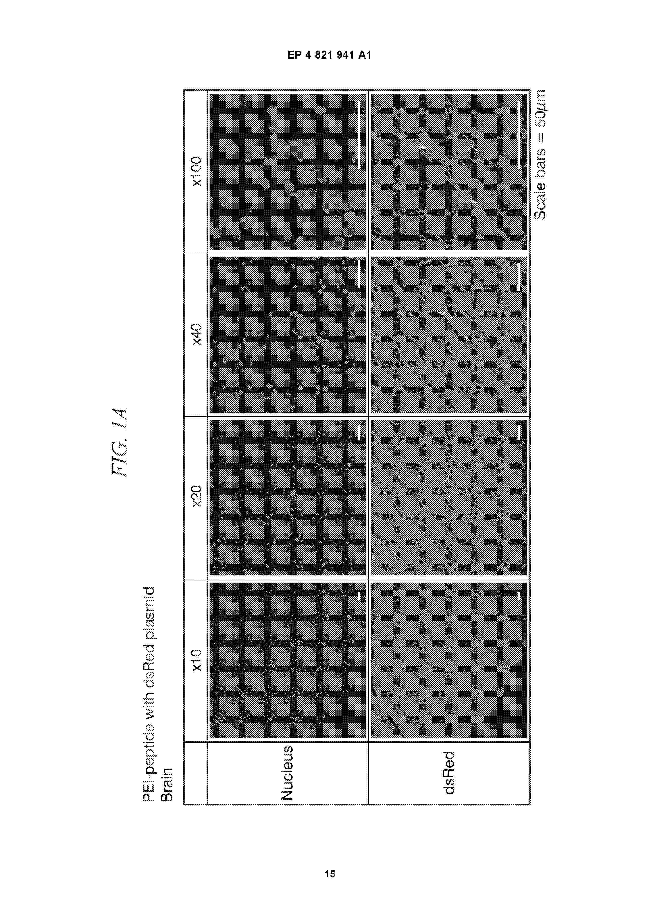 EP_4821941_A1