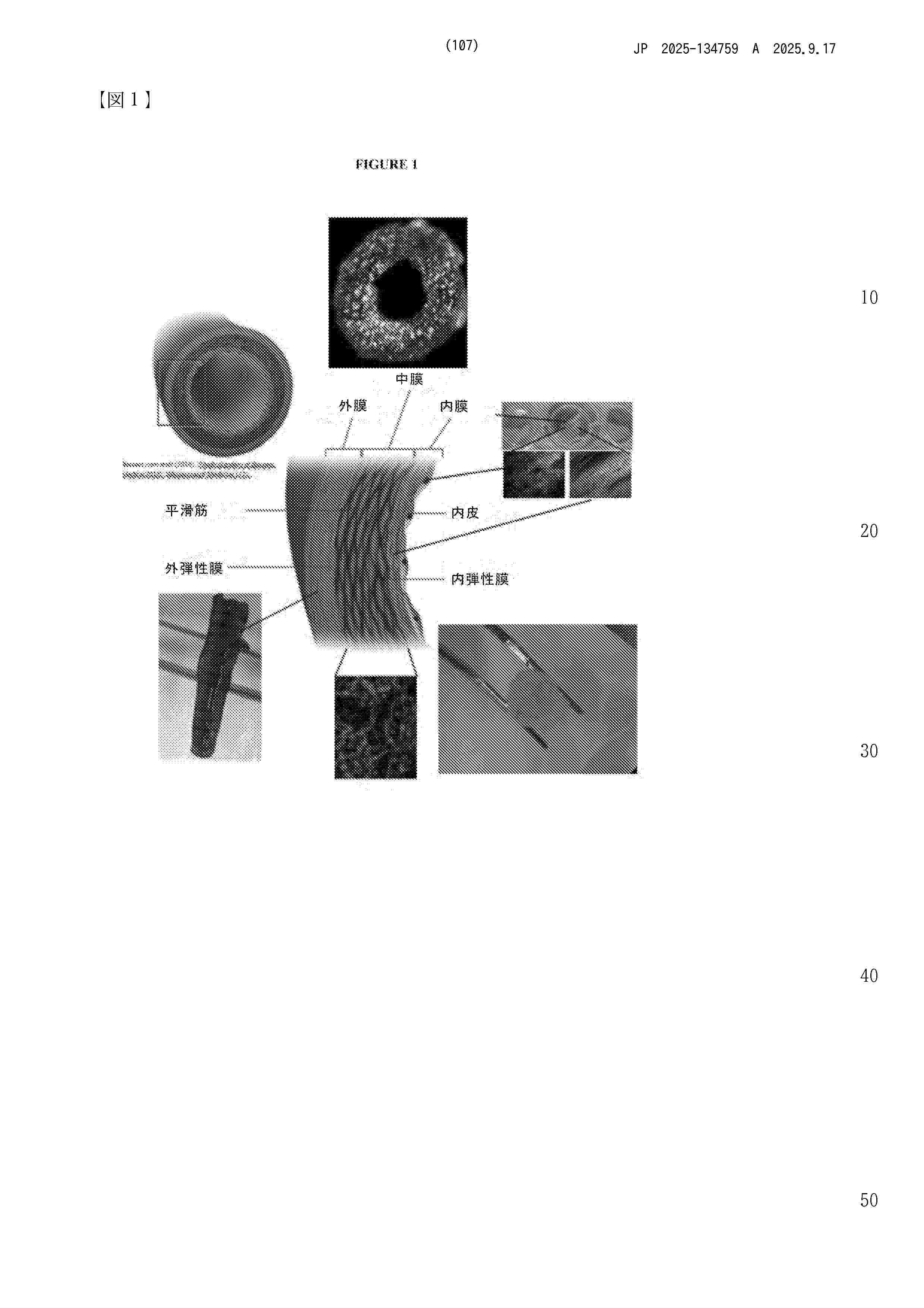 JP_2025134759_A