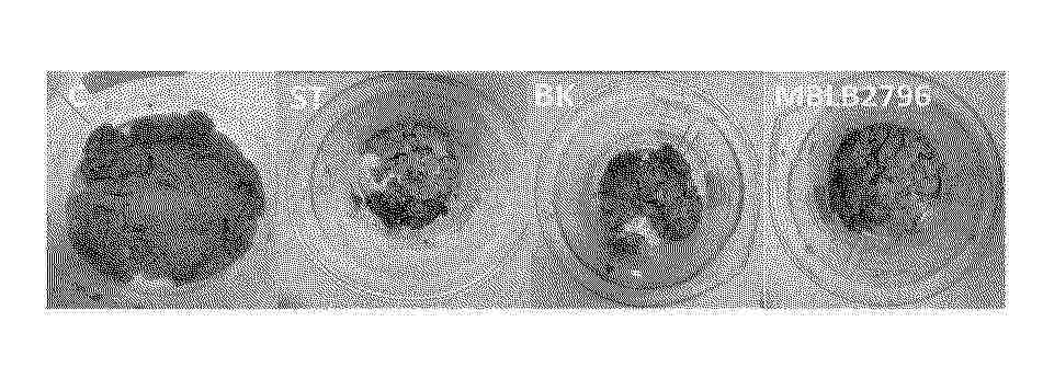 KR_20250080522_PA