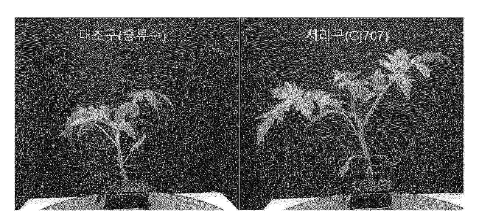KR_20250086386_PA
