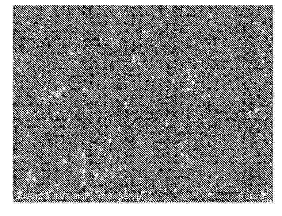 KR_20250114343_PA