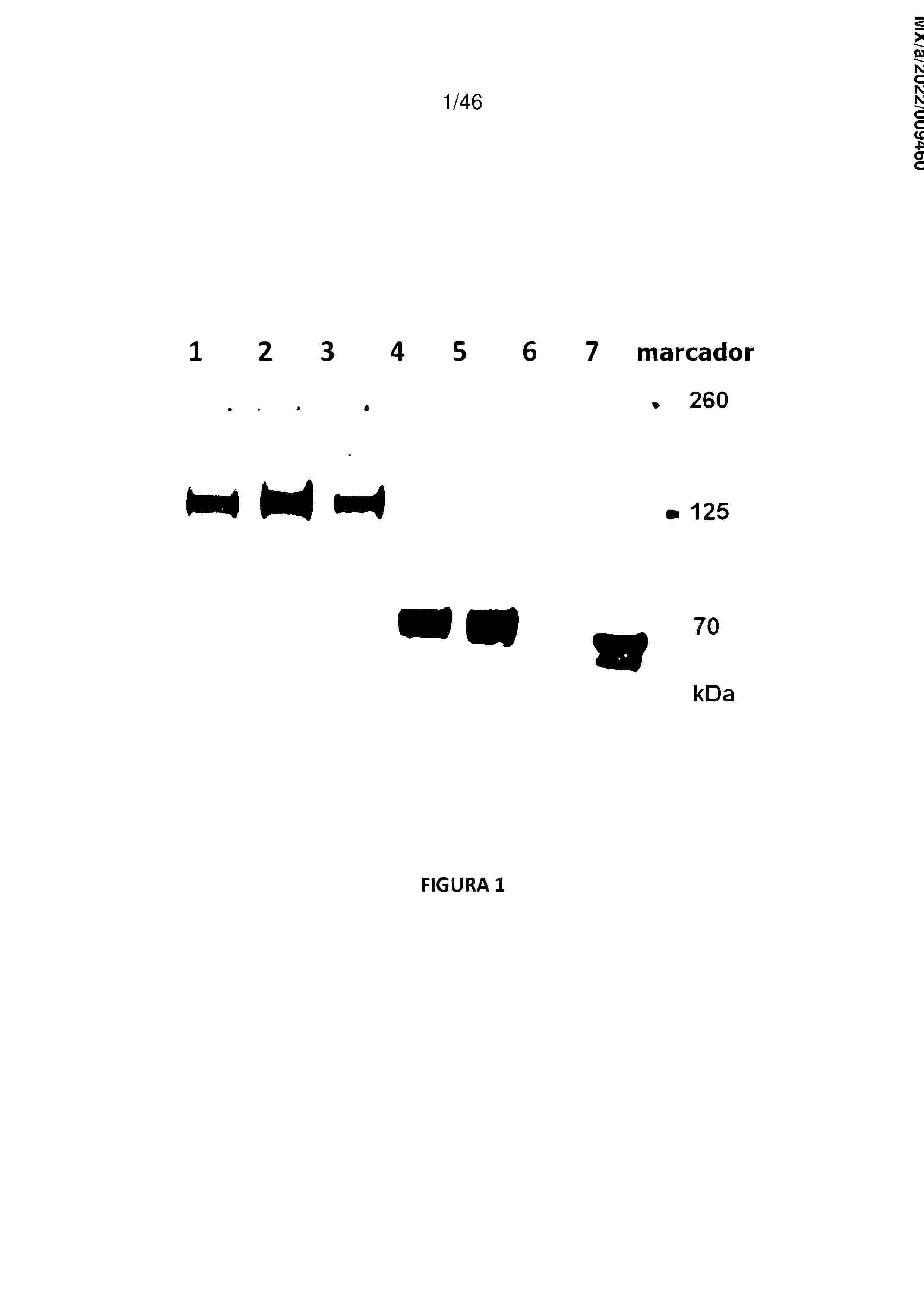 MX_2022009460_A