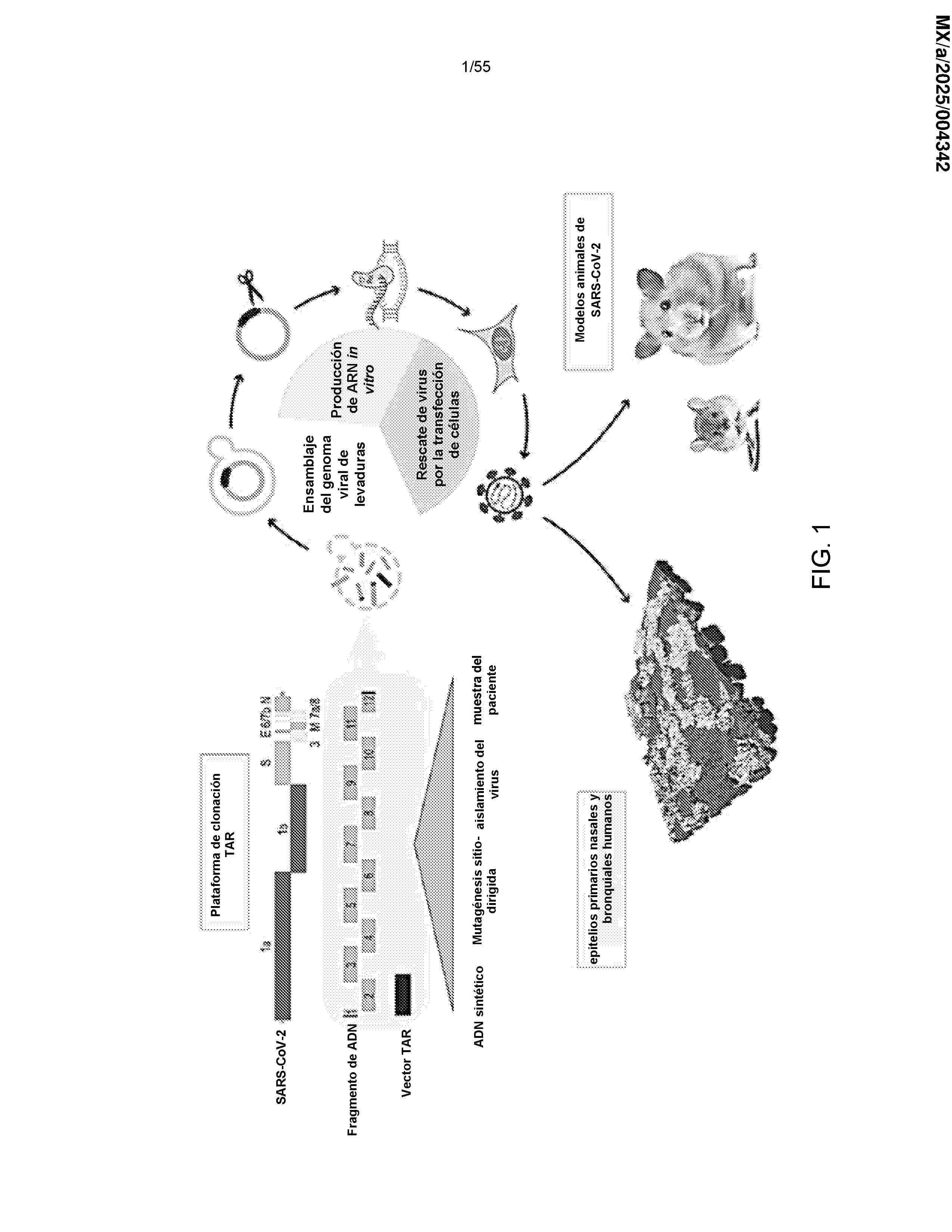 MX_2025004342_A