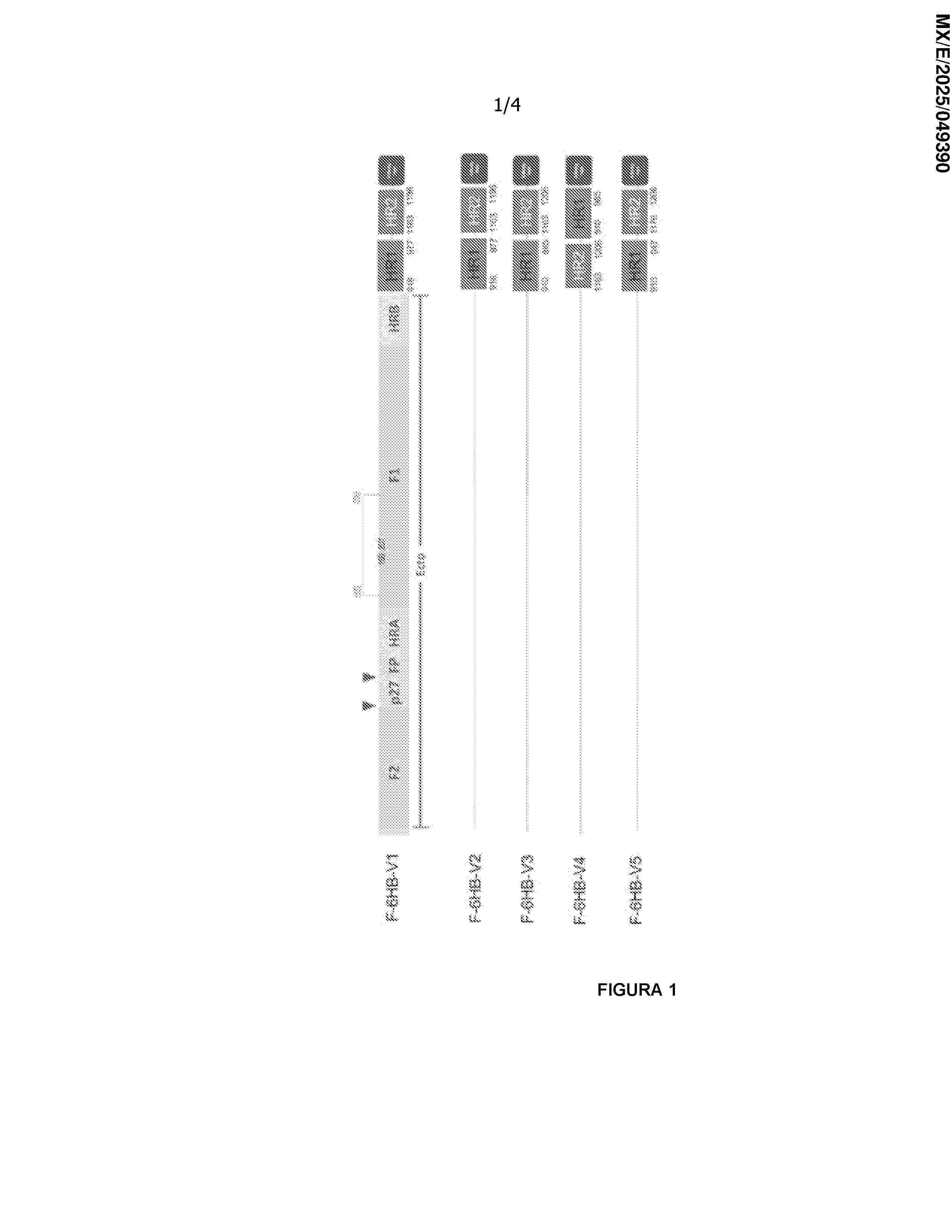 MX_2025005412_A