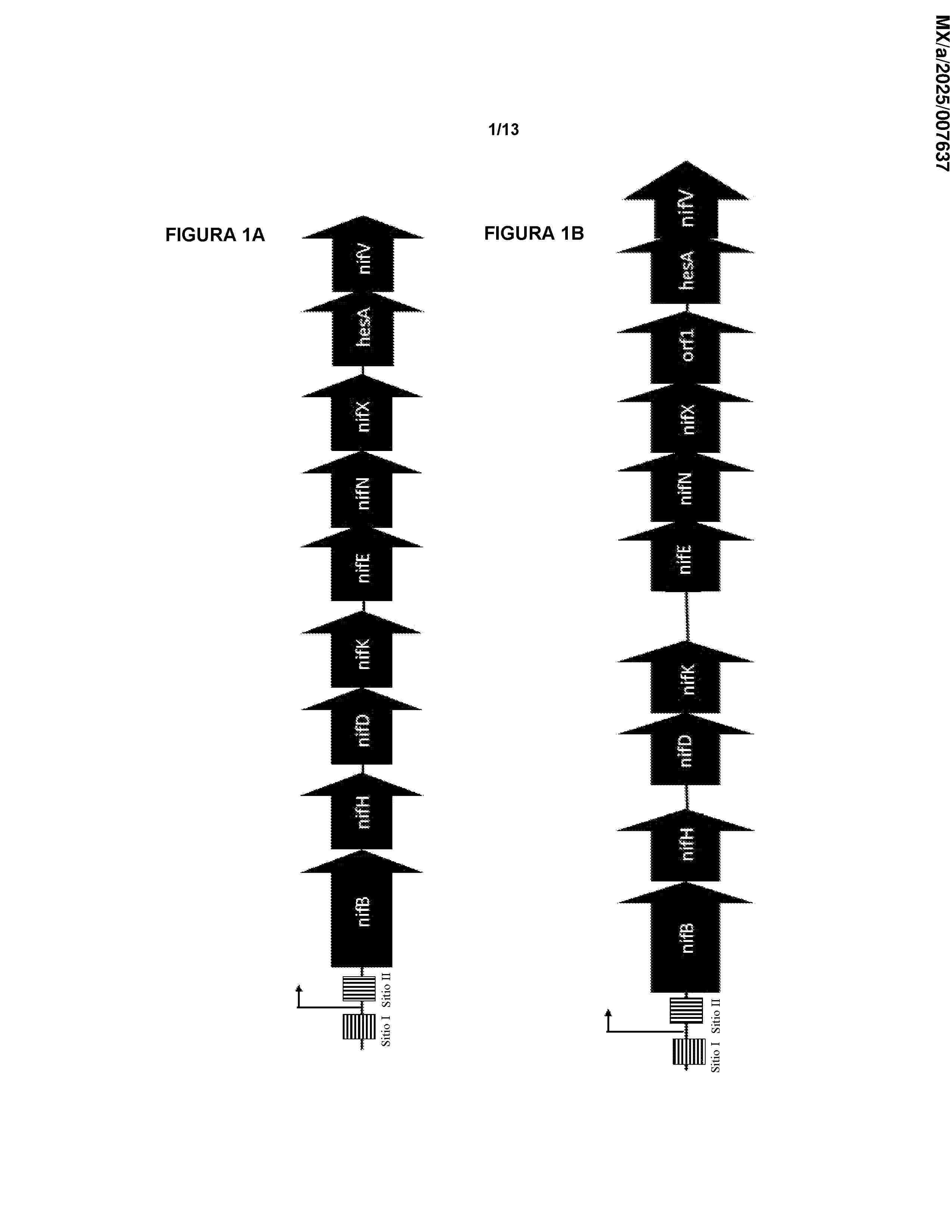 MX_2025007637_A