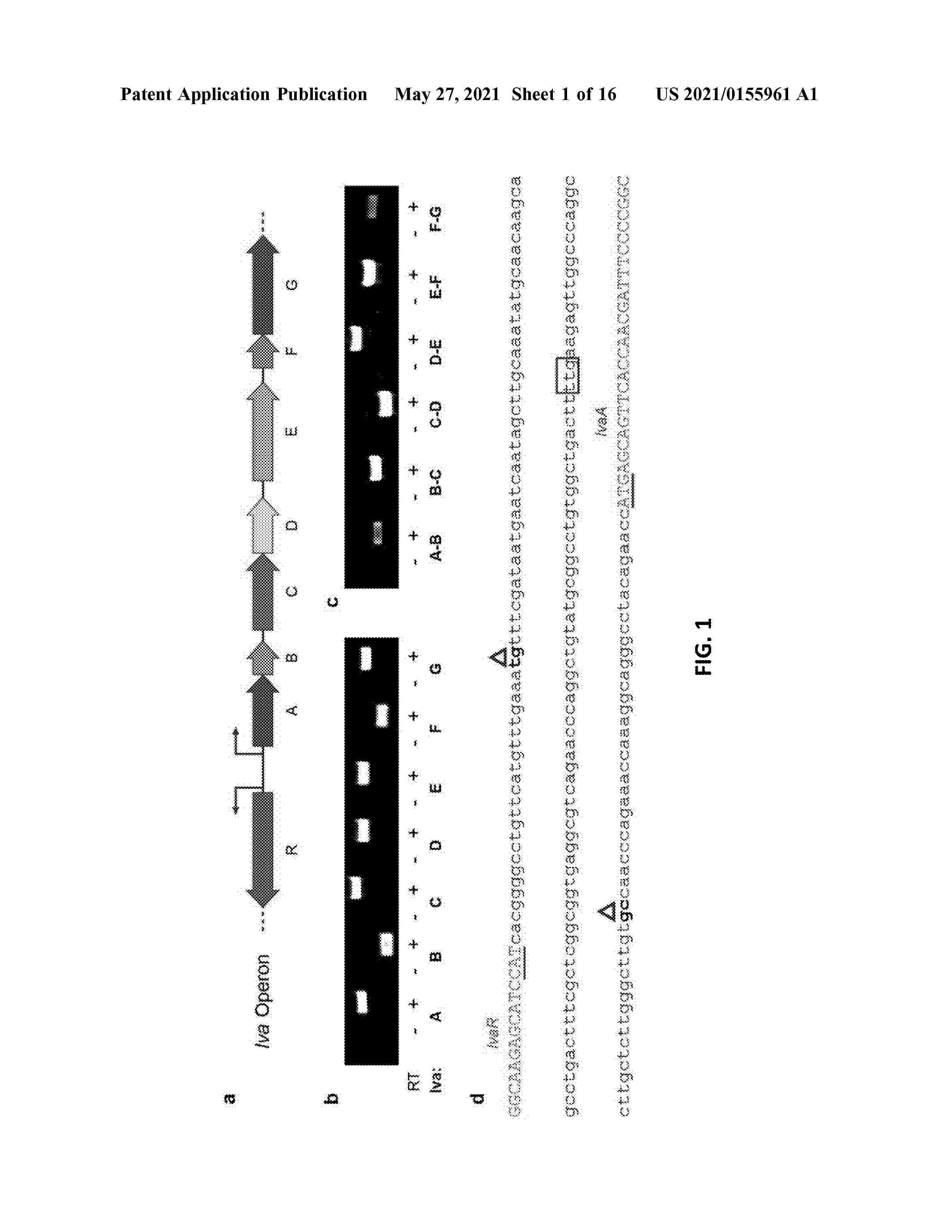 US_2021155961_A1