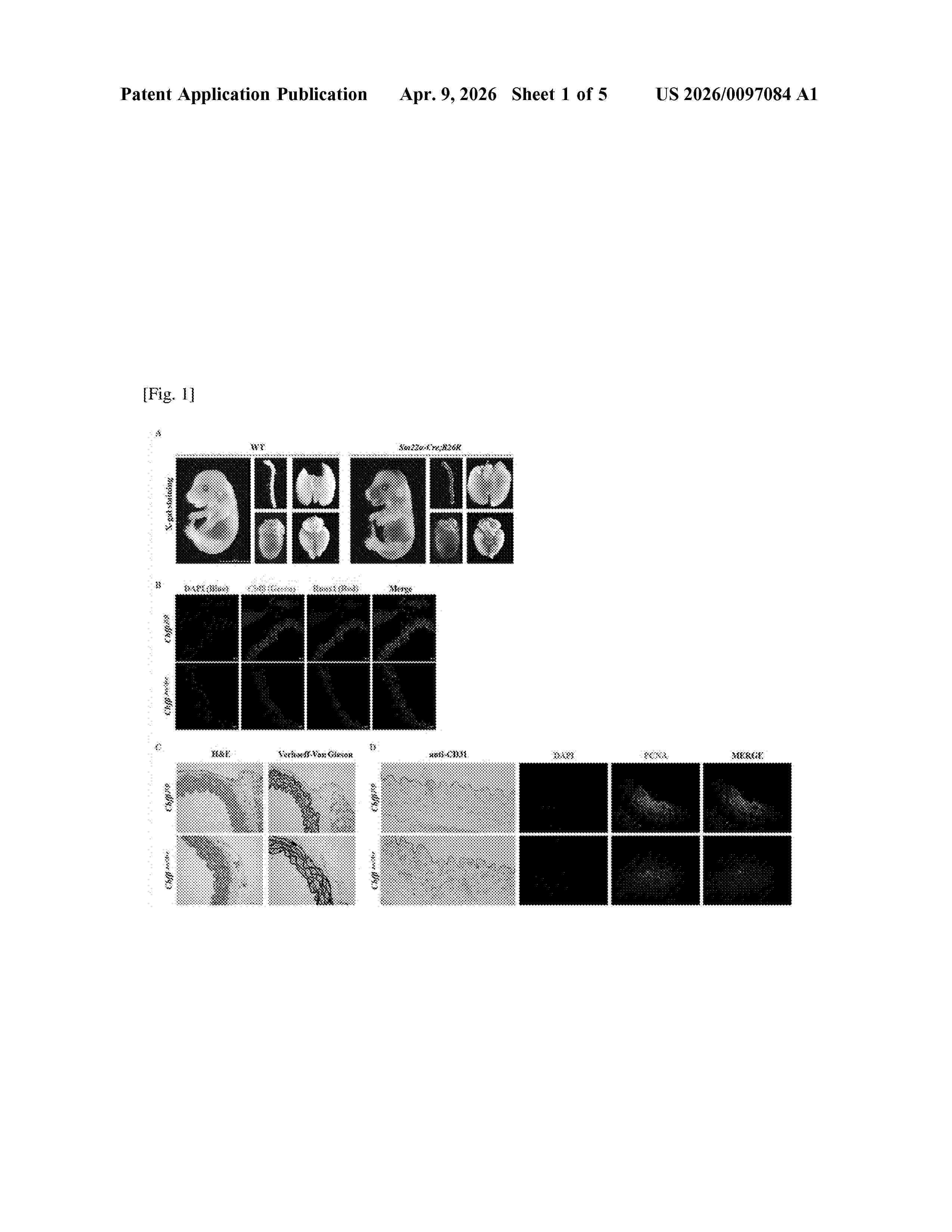 US_20260097084_A1