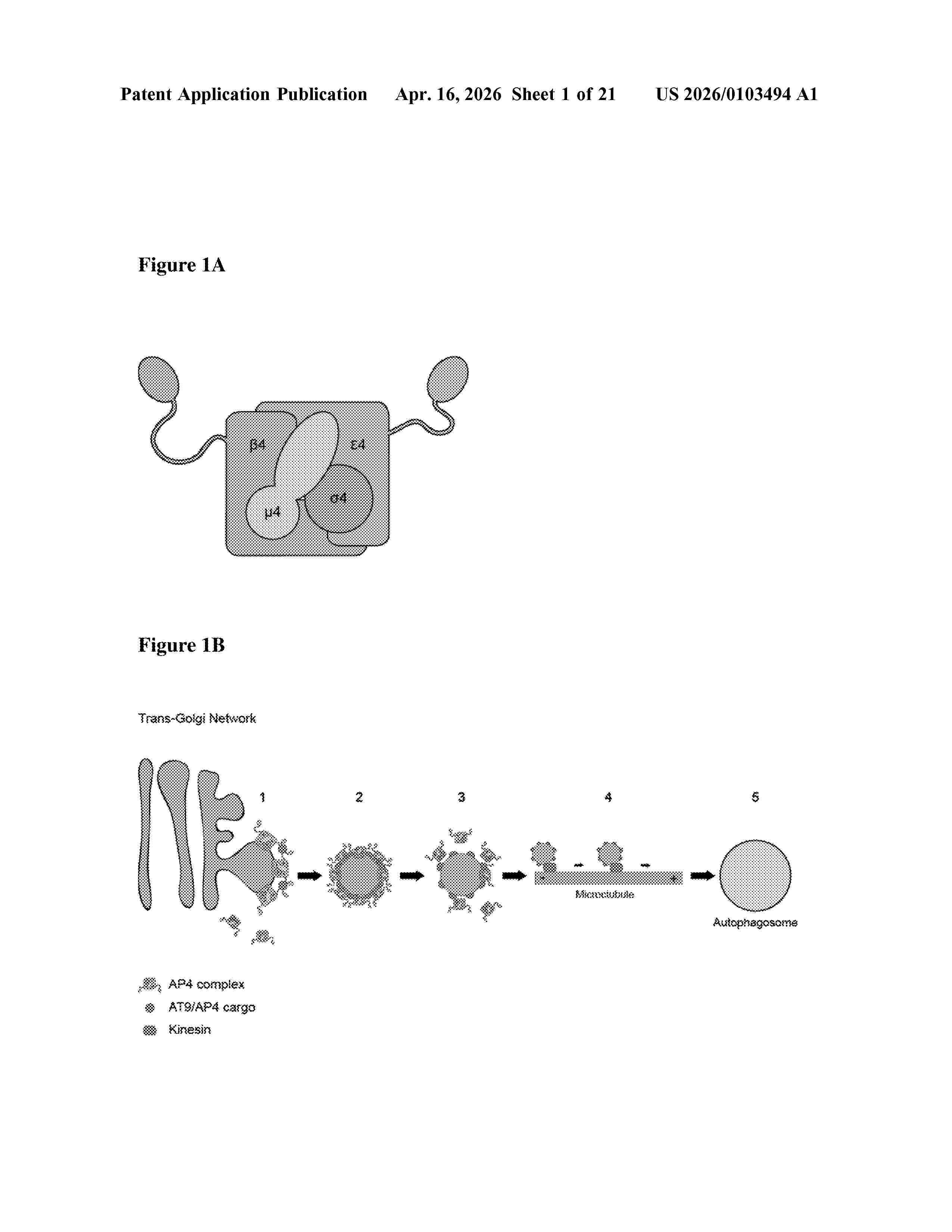 US_20260103494_A1