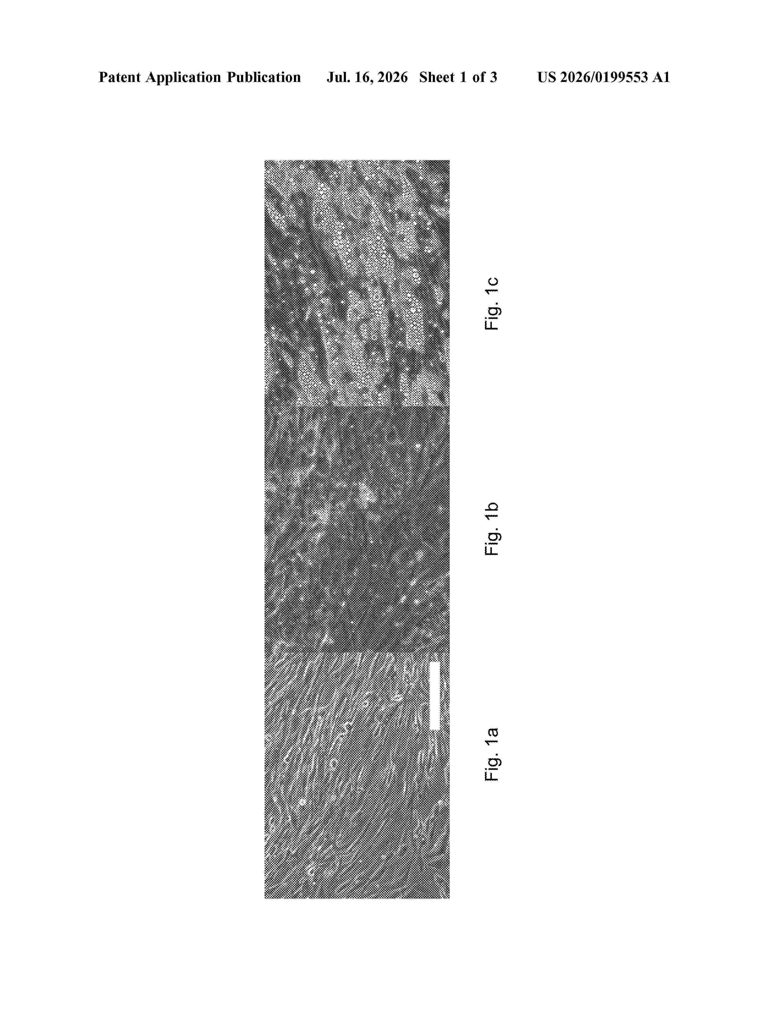 US_20260199553_A1
