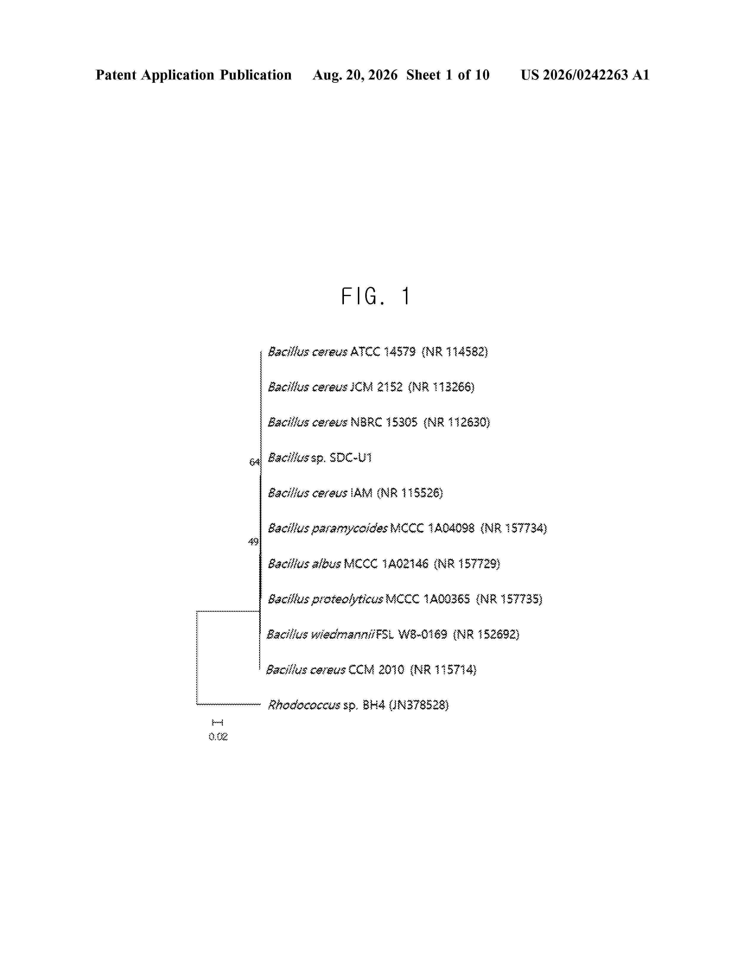 US_20260242263_A1