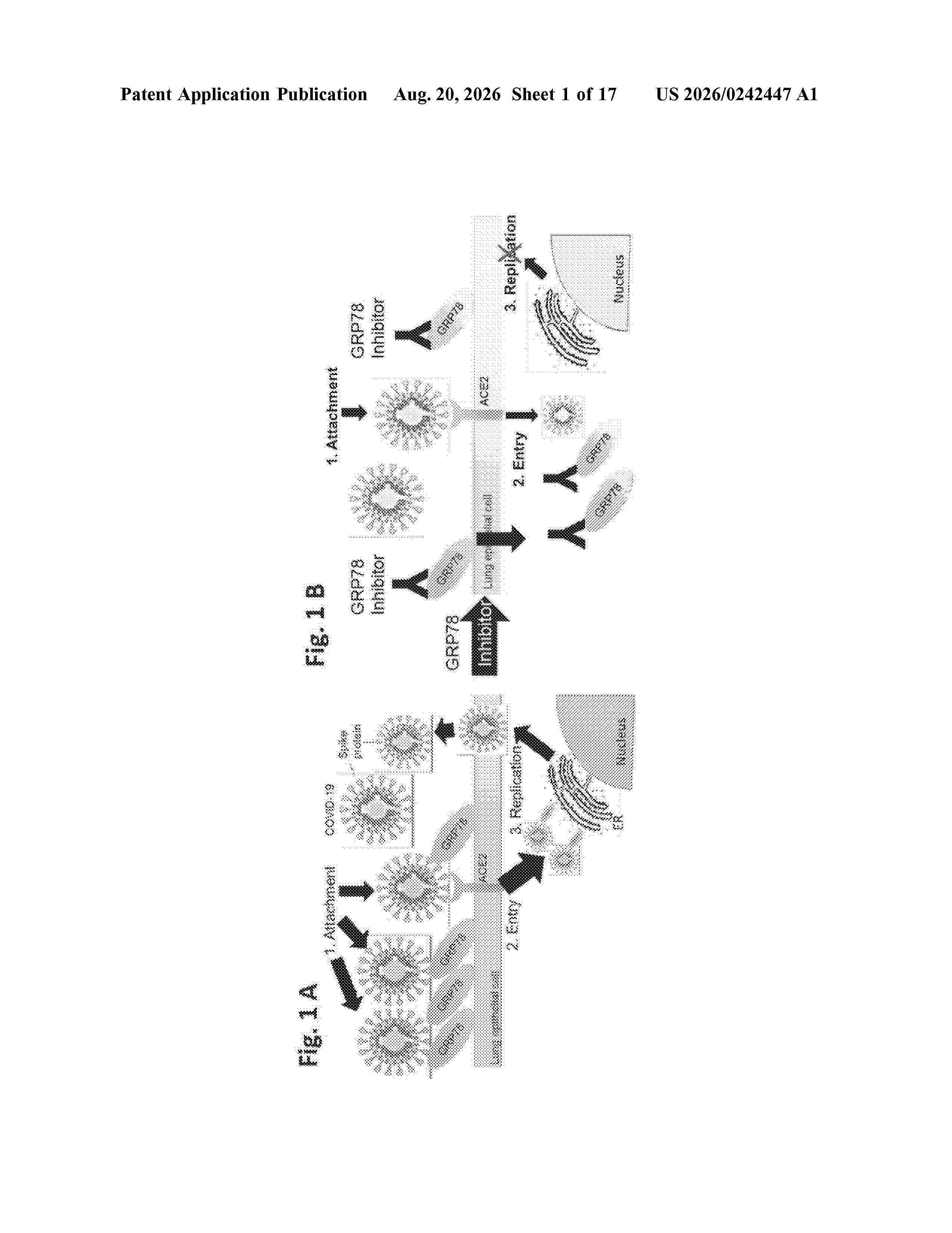 US_20260242447_A1
