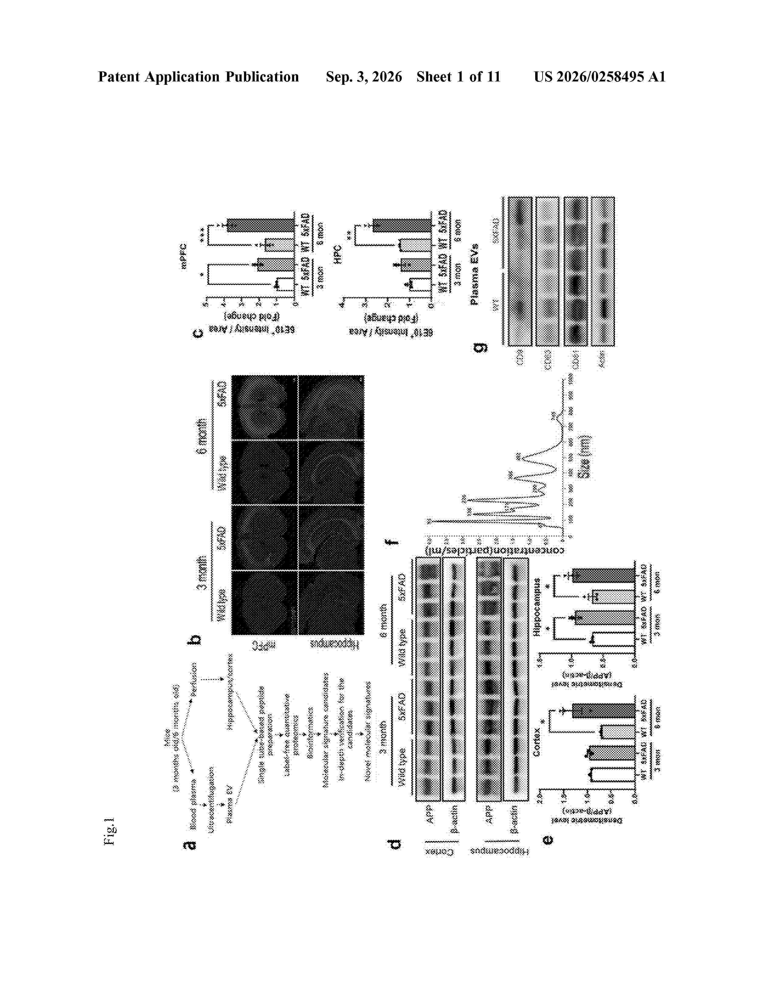 US_20260258495_A1