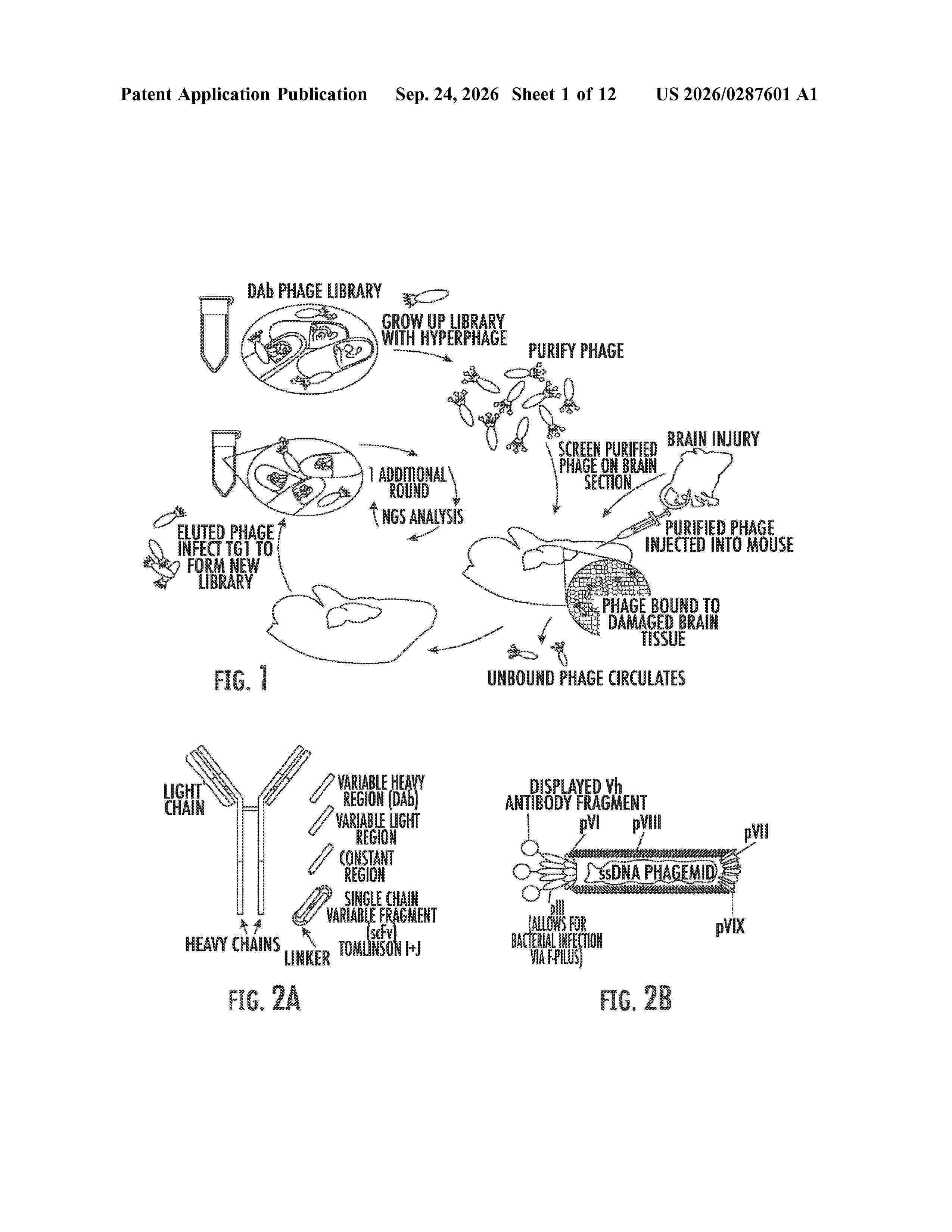 US_20260287601_A1