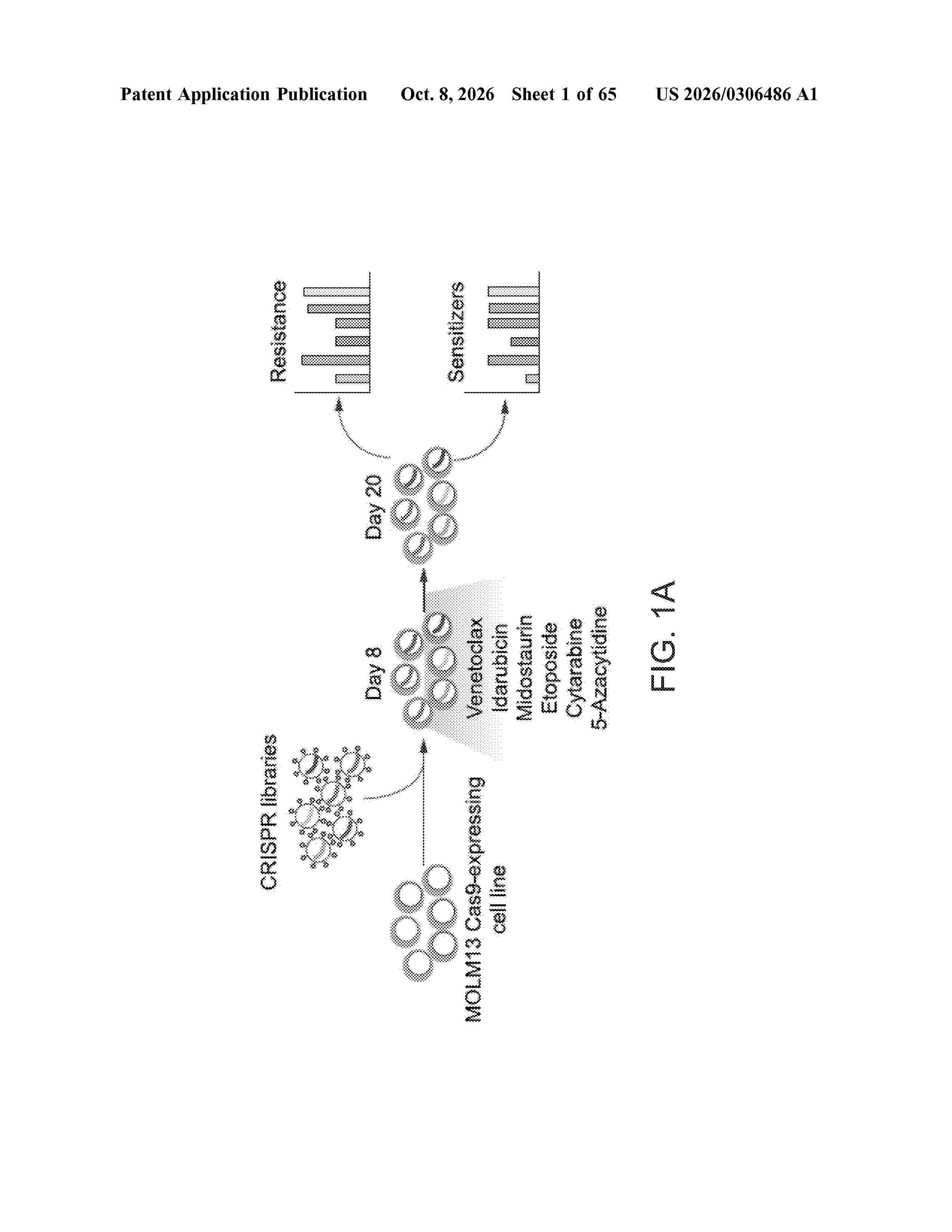US_20260306486_A1