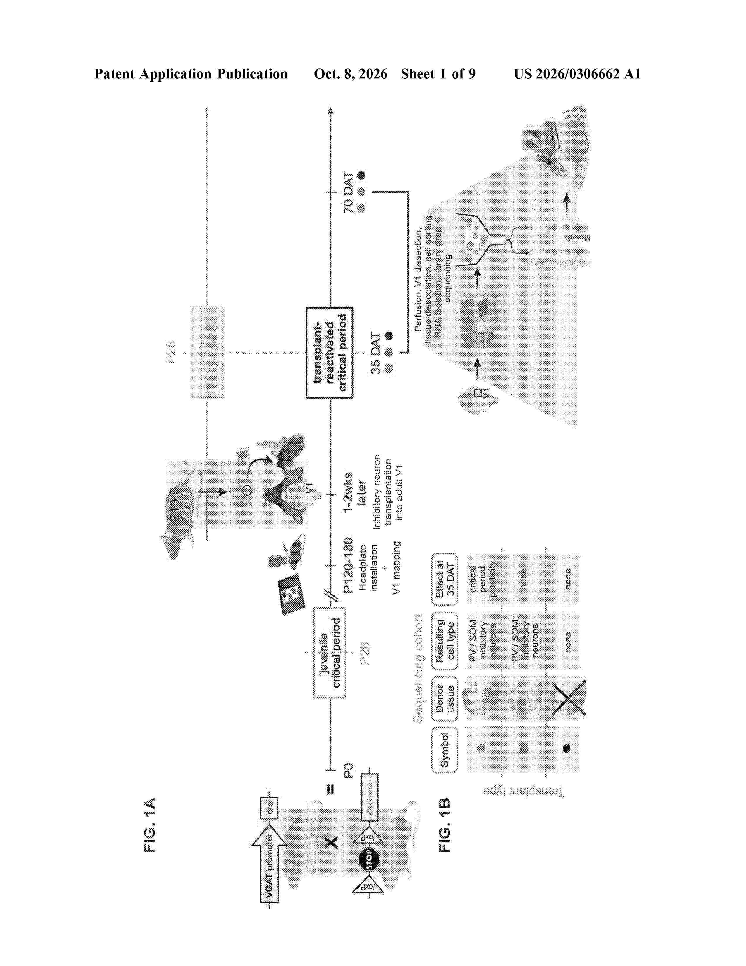 US_20260306662_A1