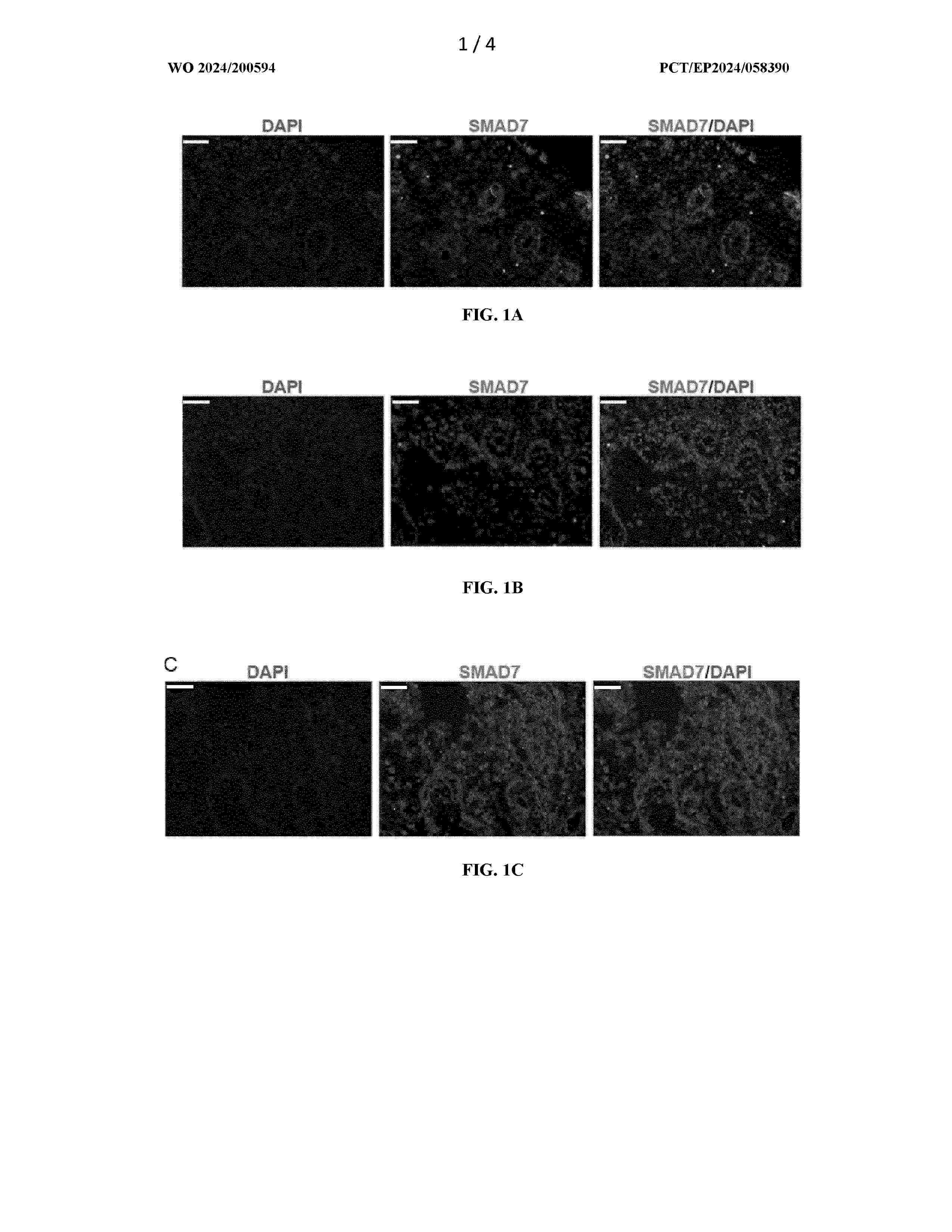 WO_2024200594_A1