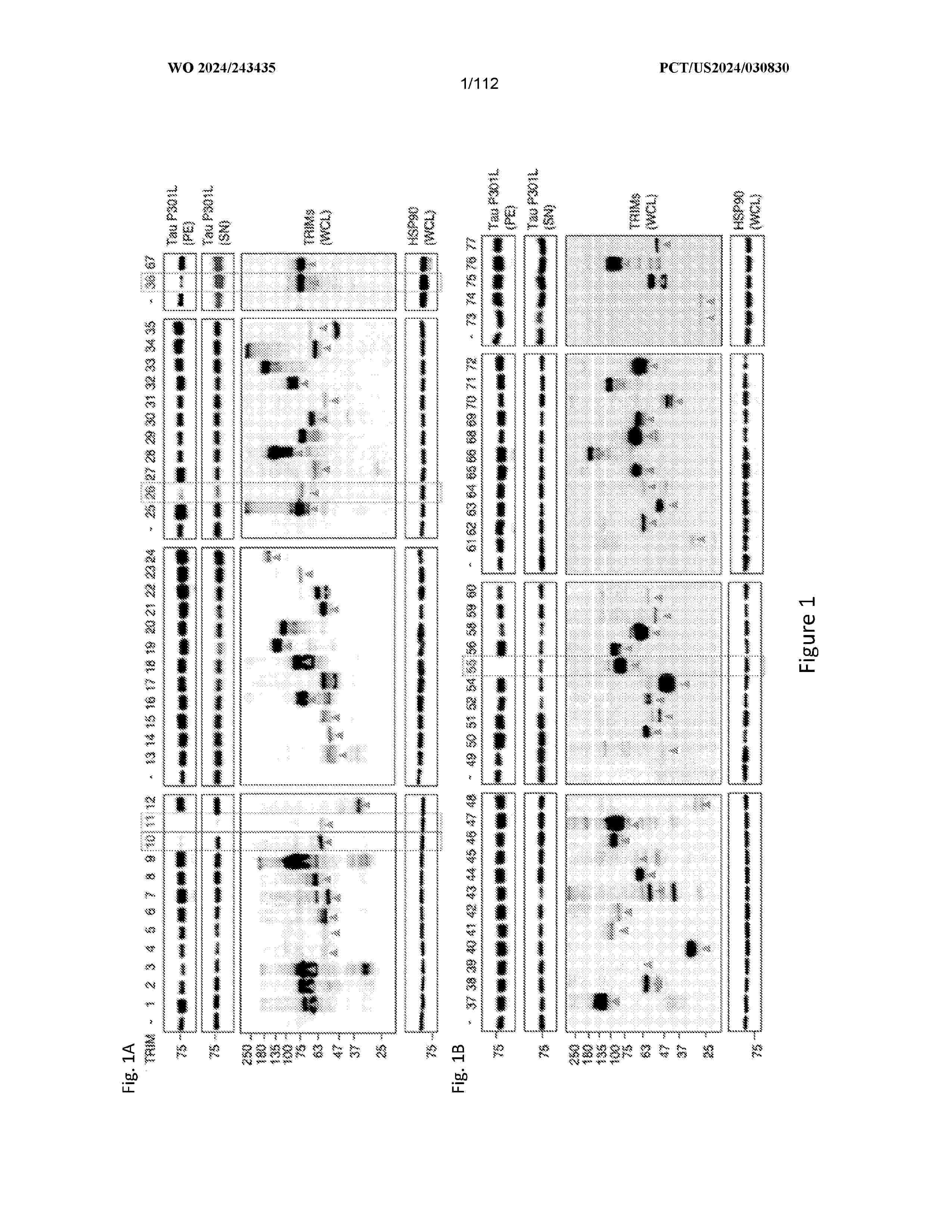 WO_2024243435_A2
