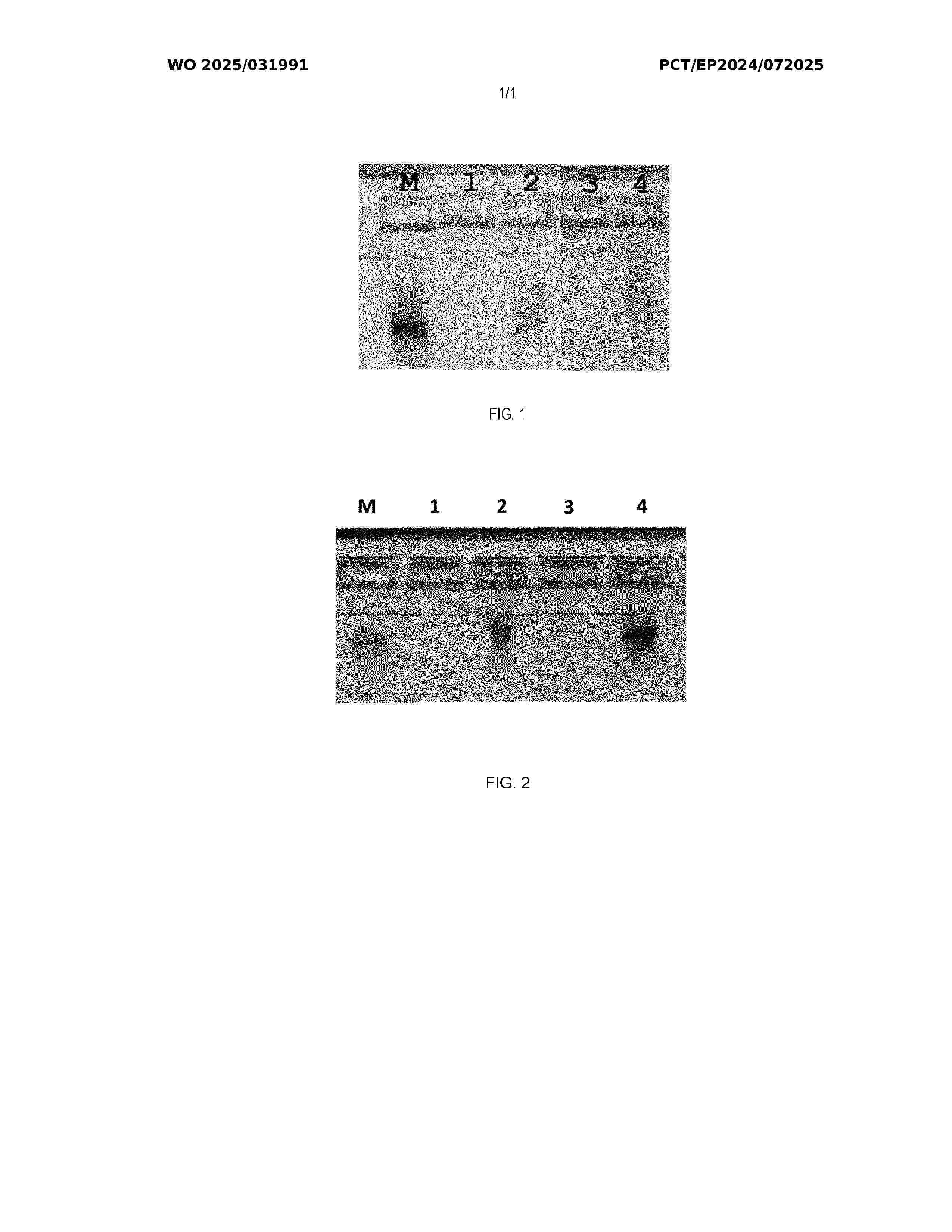 WO_2025031991_A1