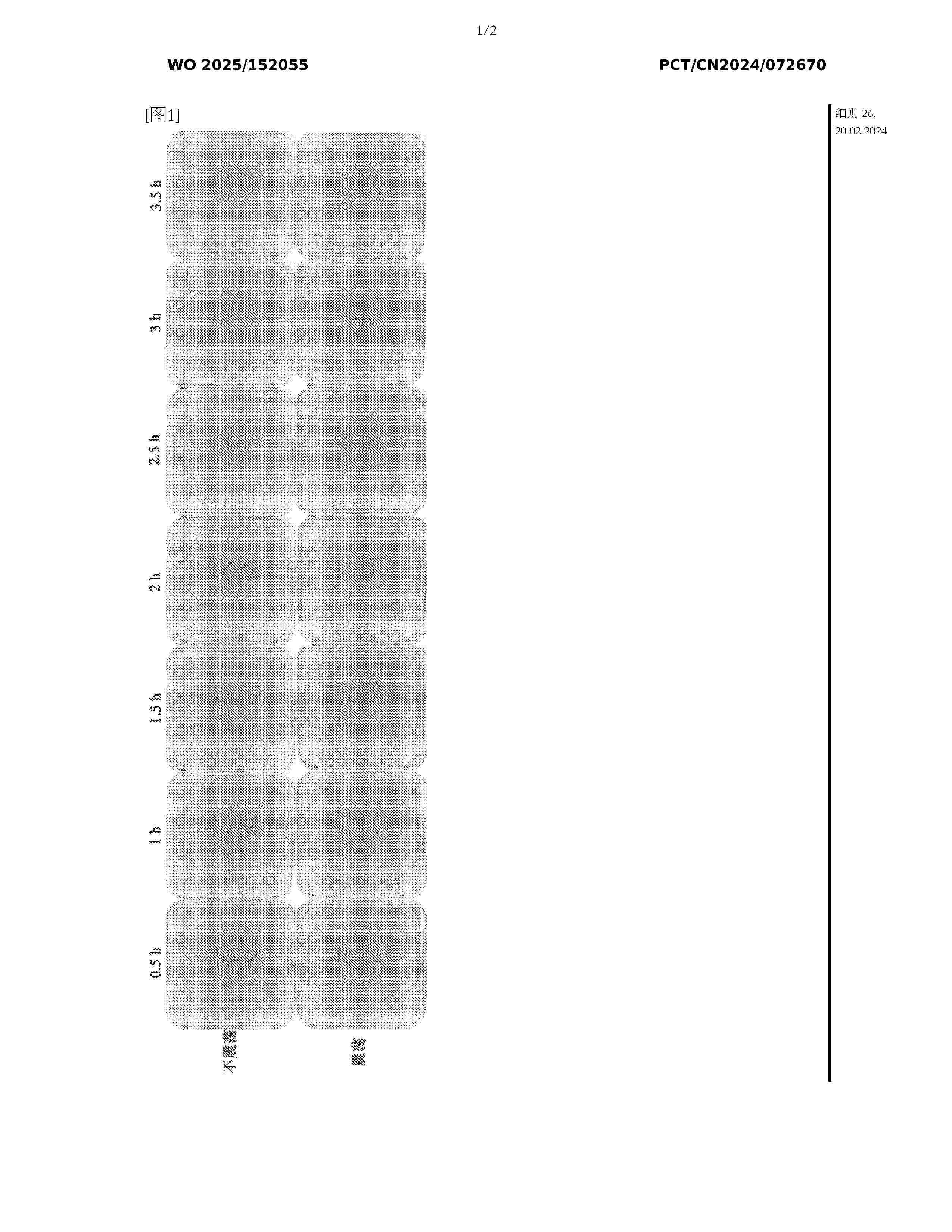 WO_2025152055_A1