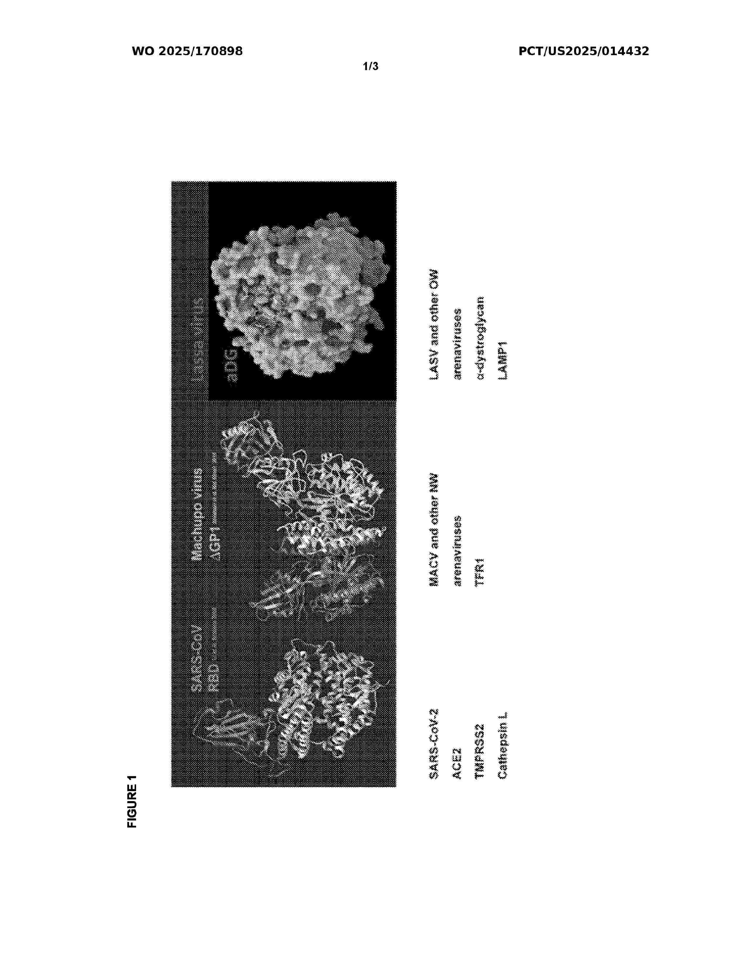 WO_2025170898_A1