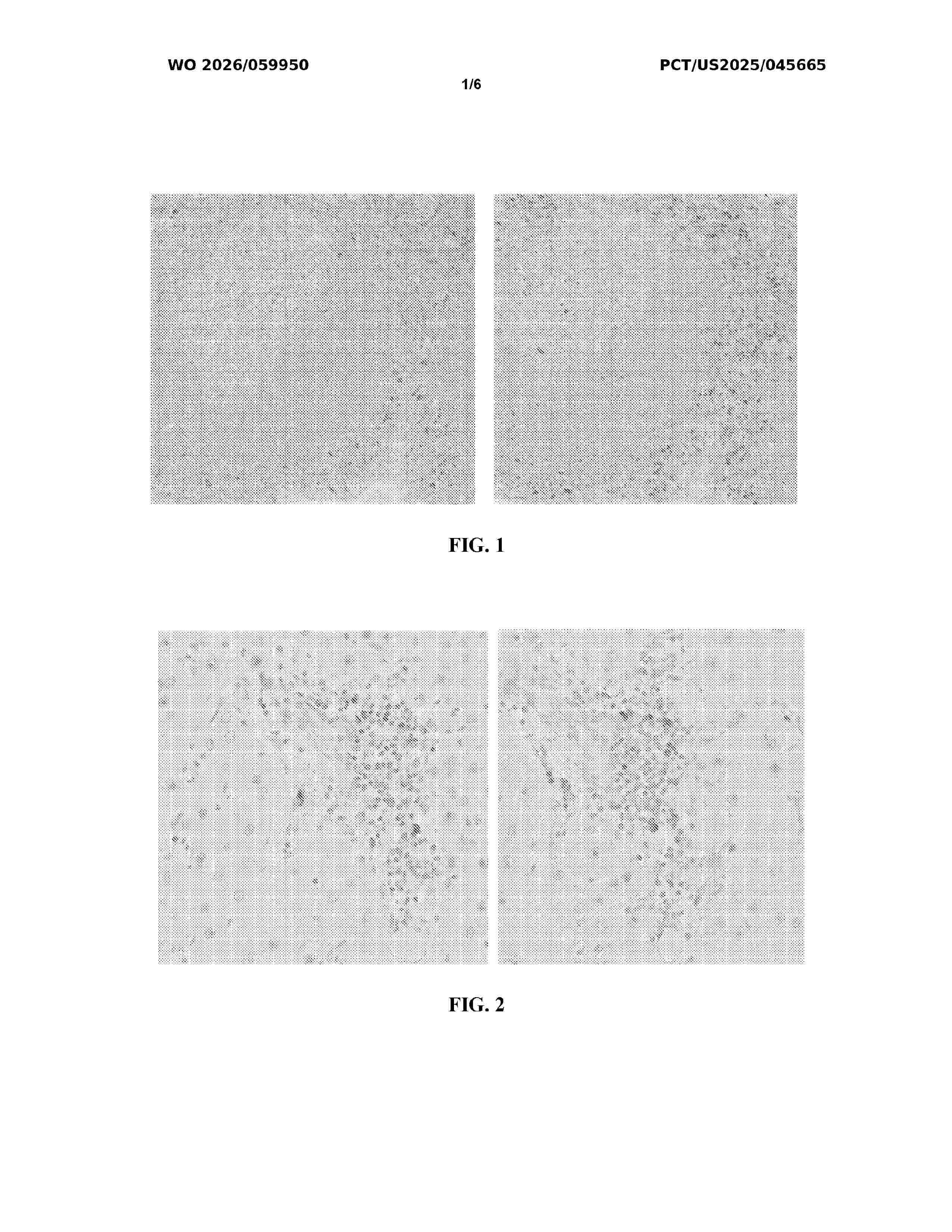 WO_2026059950_A1