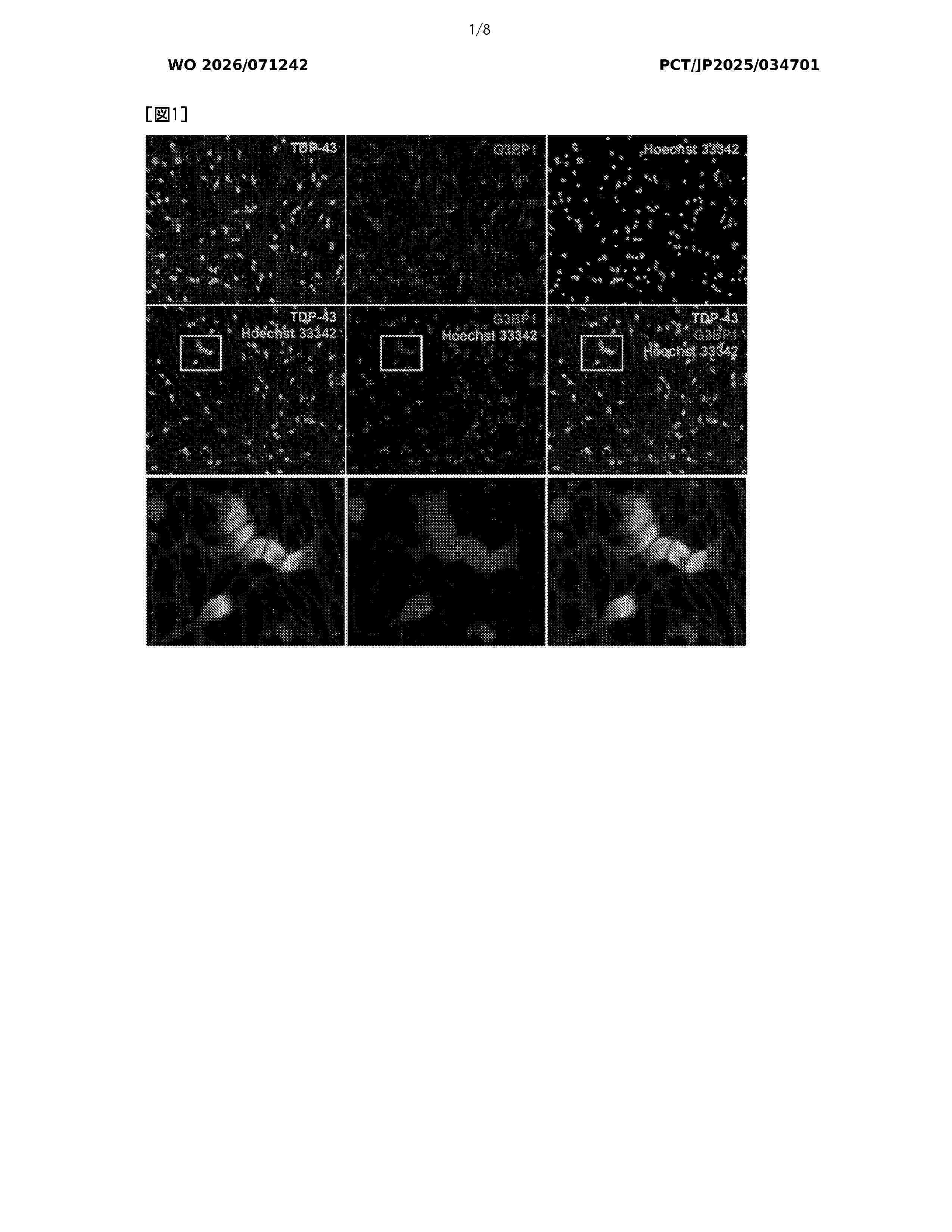 WO_2026071242_A1