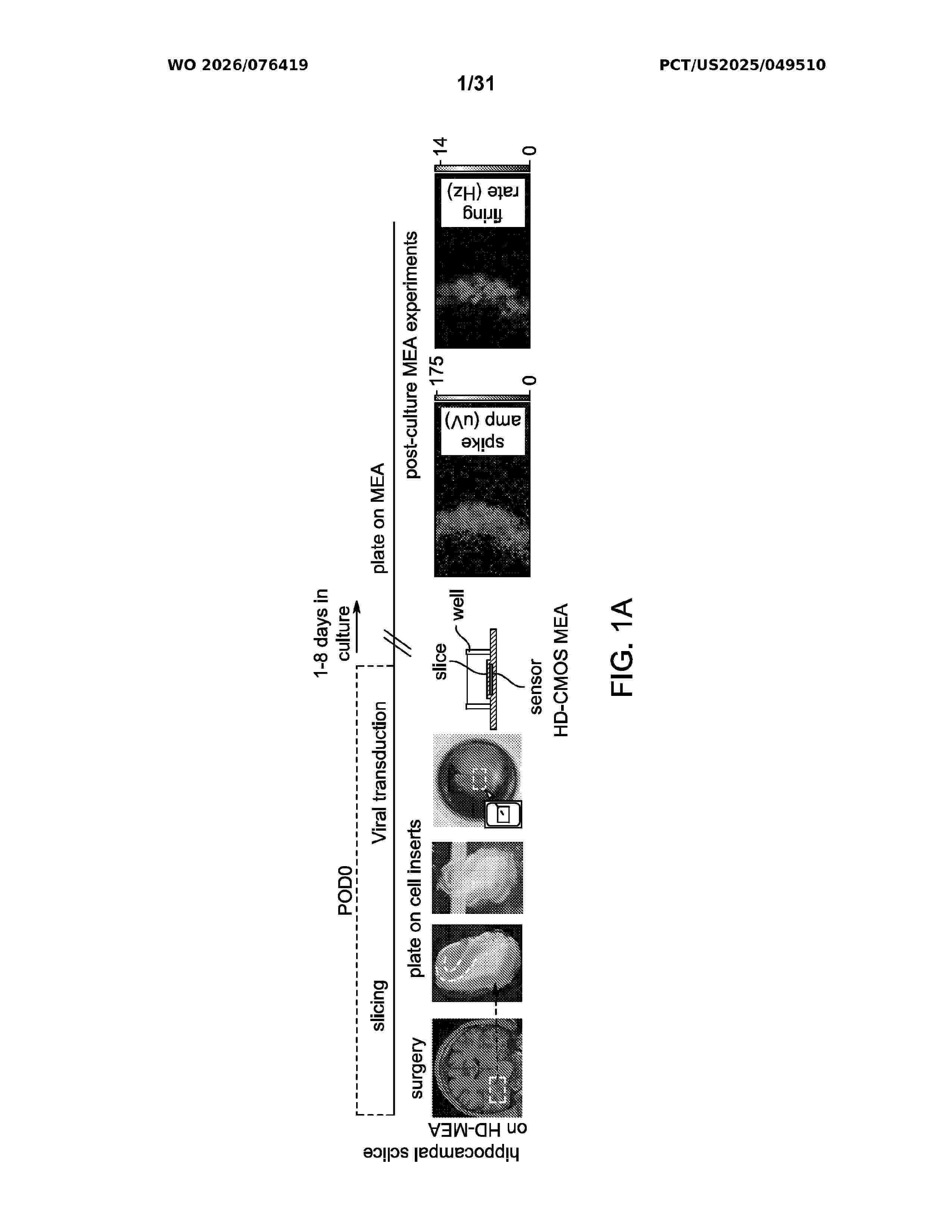 WO_2026076419_A1