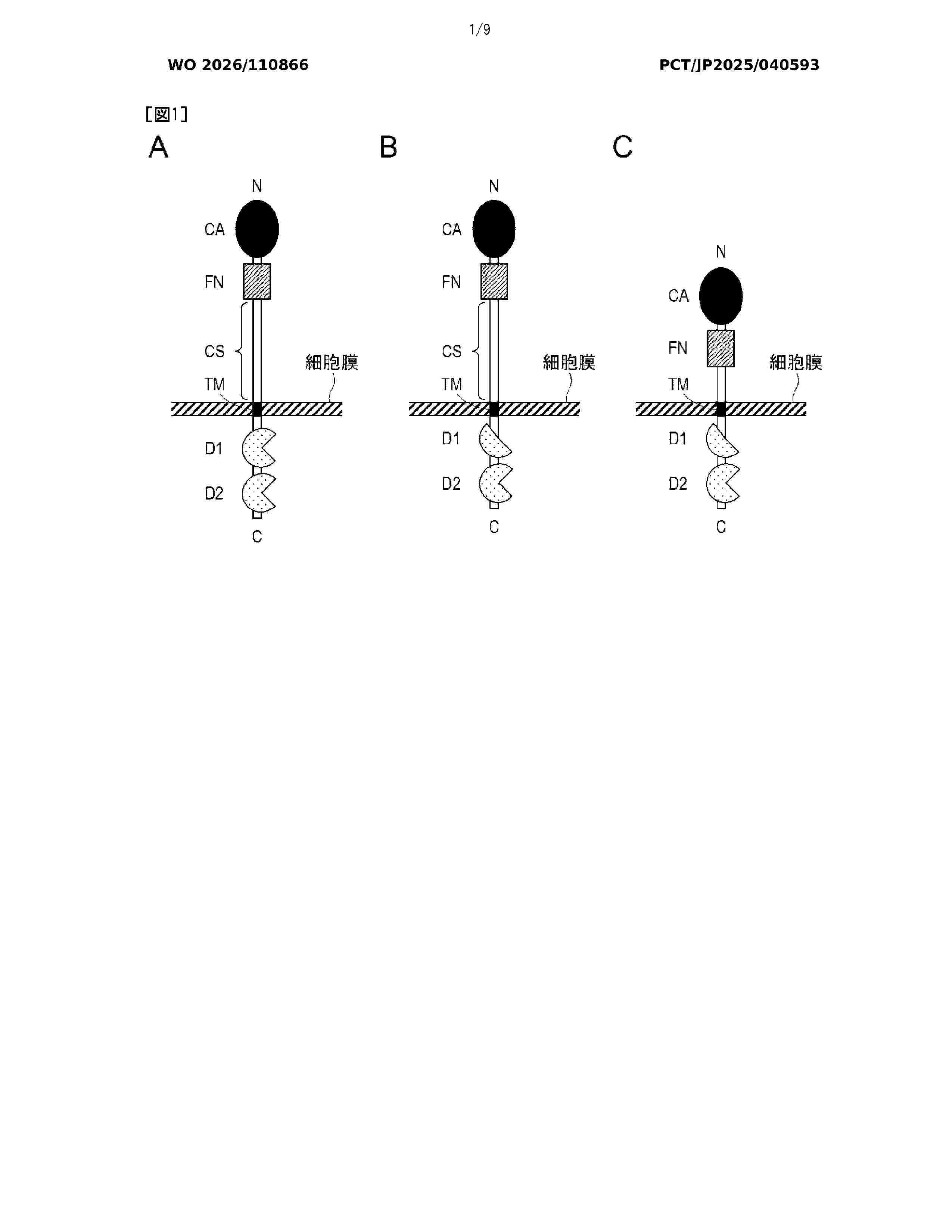 WO_2026110866_A1