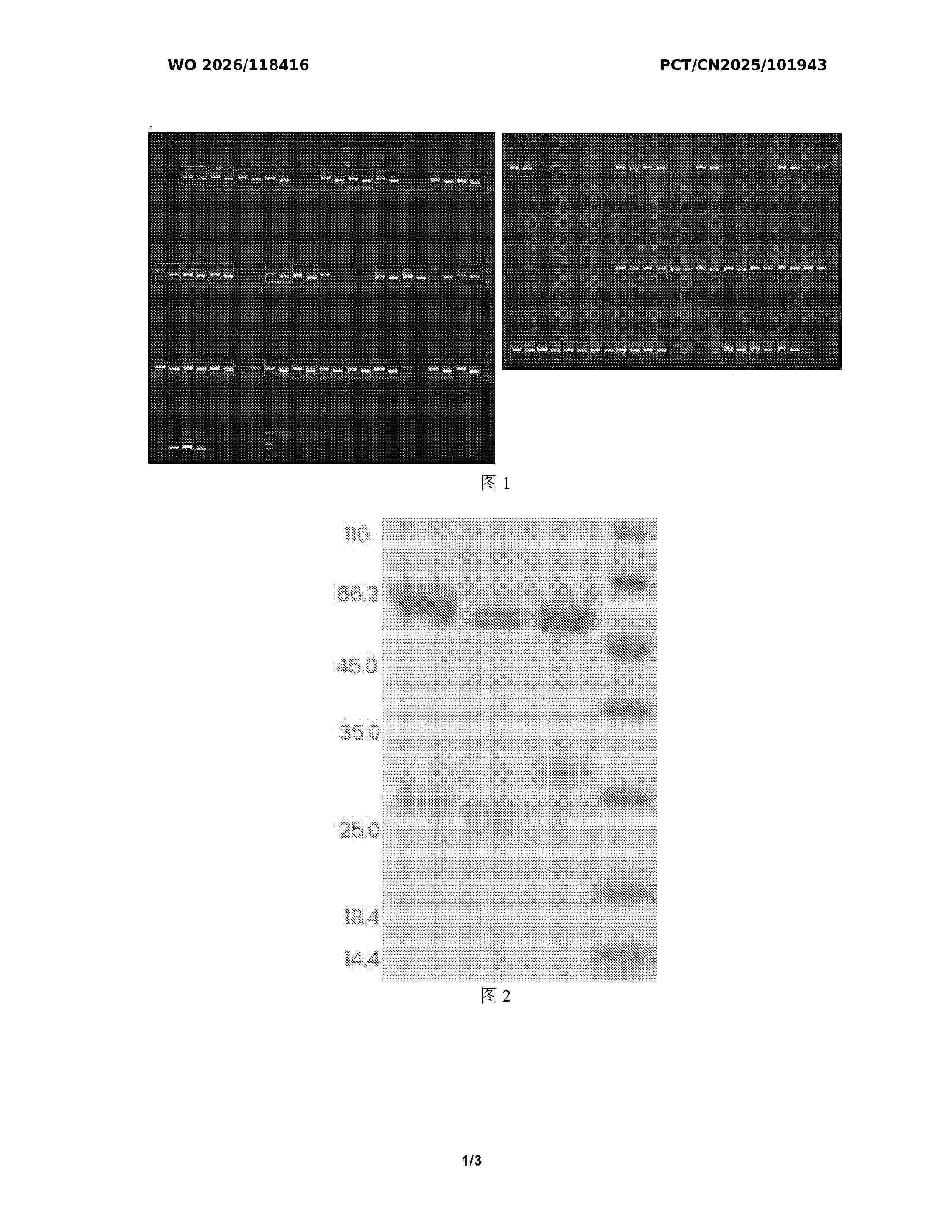 WO_2026118416_A1