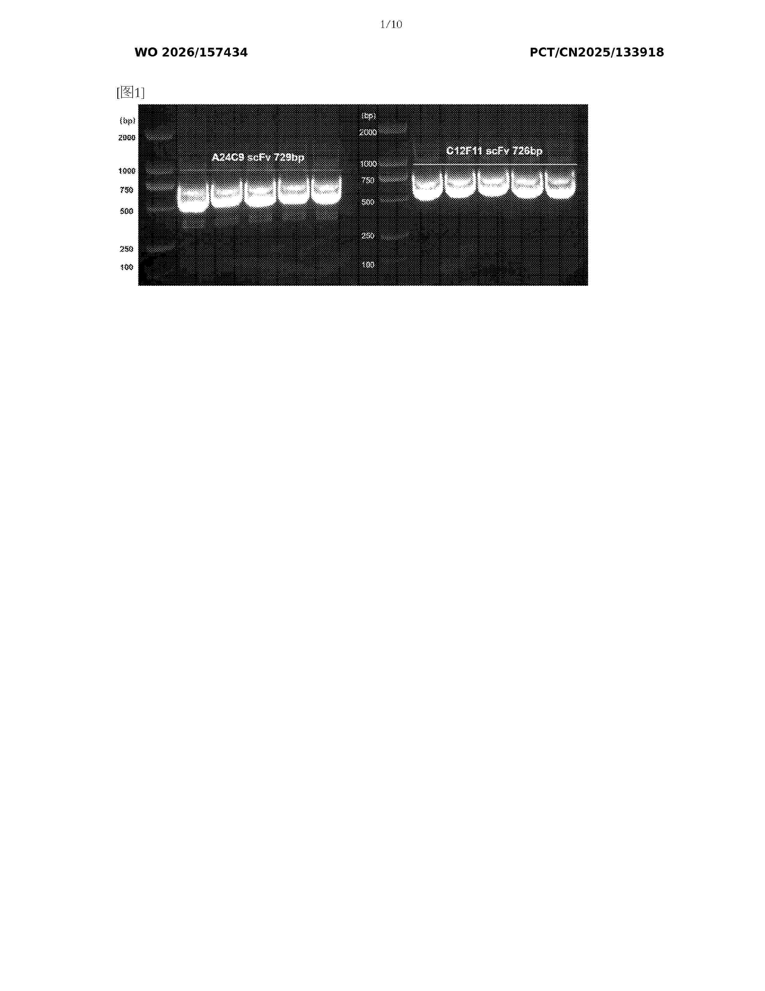 WO_2026157434_A1