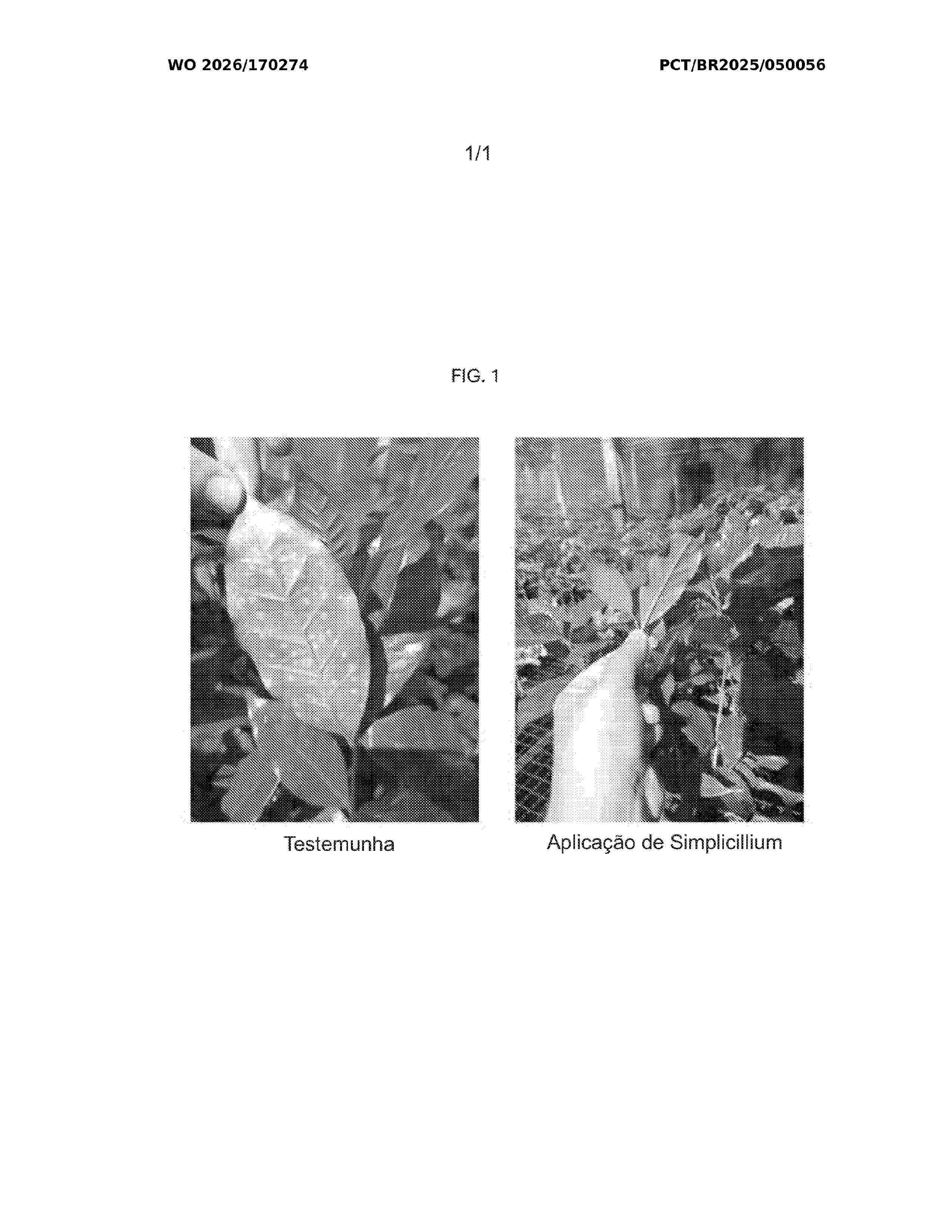 WO_2026170274_A1