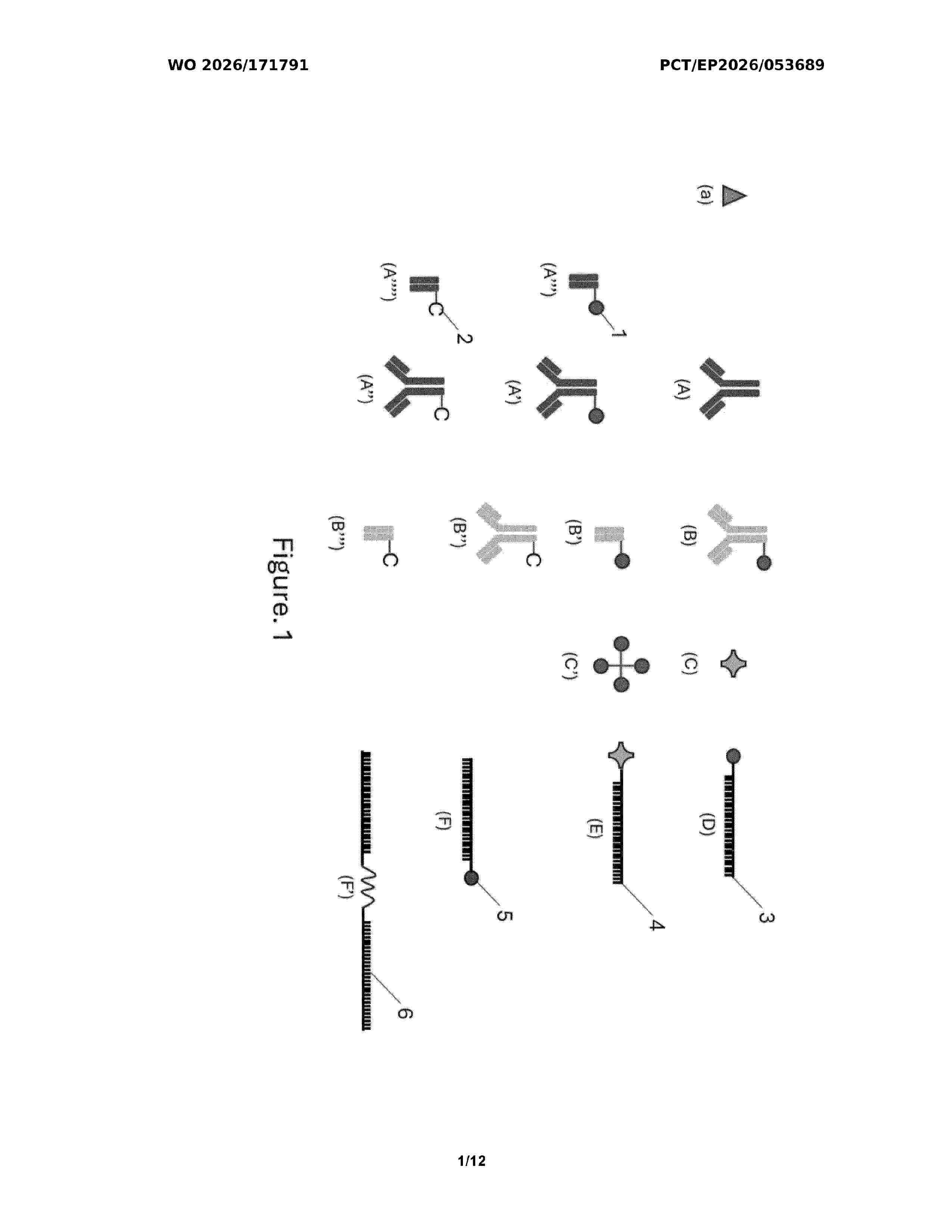 WO_2026171791_A1