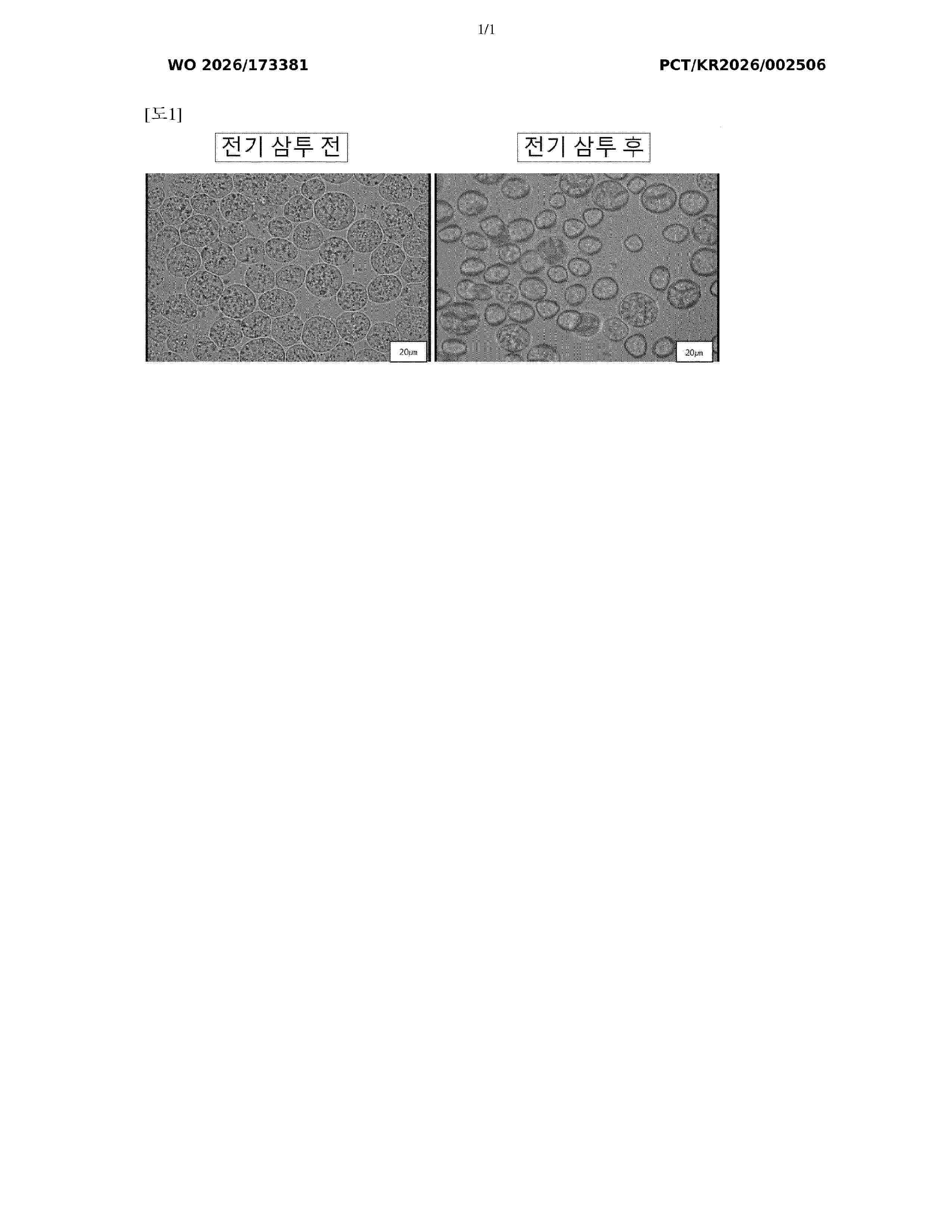 WO_2026173381_A1