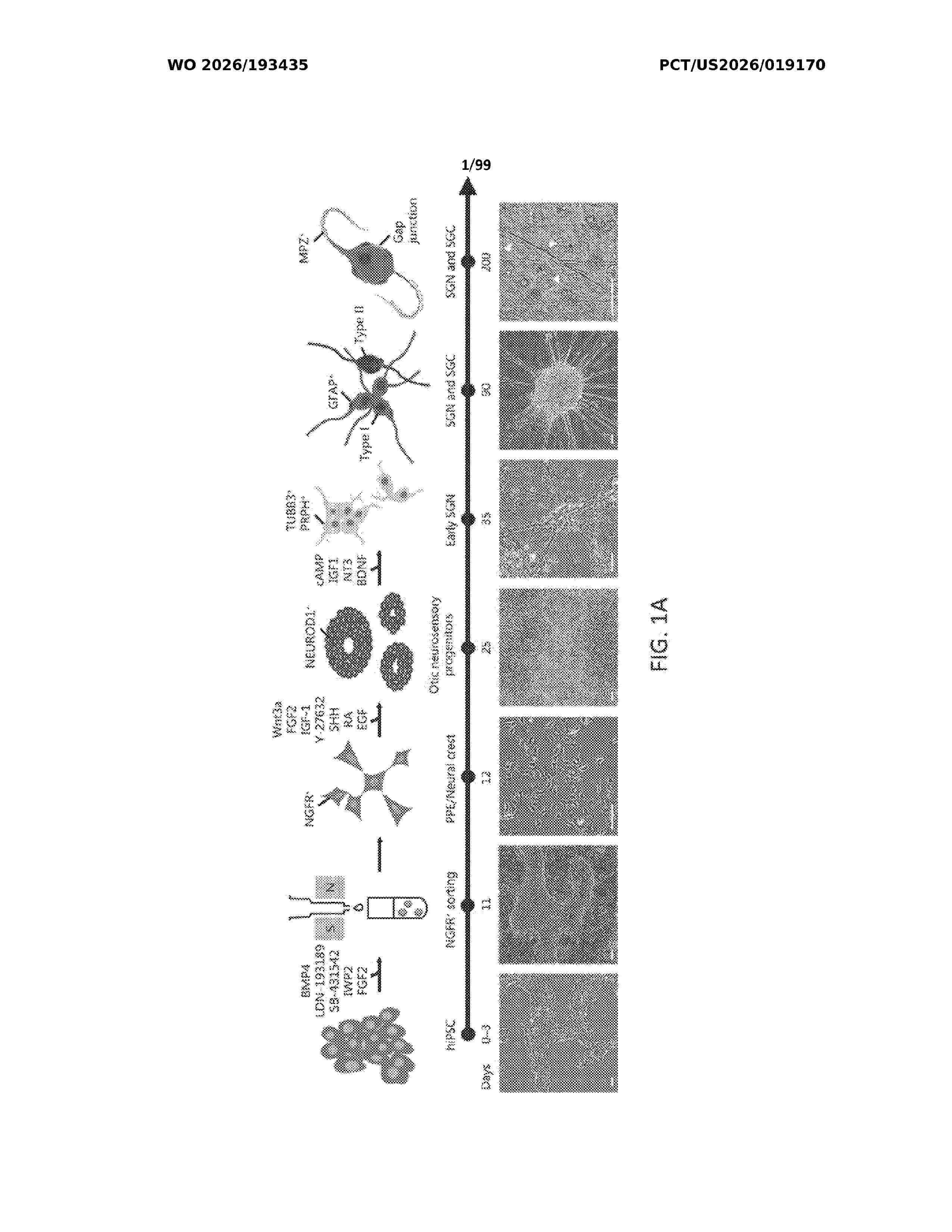WO_2026193435_A1