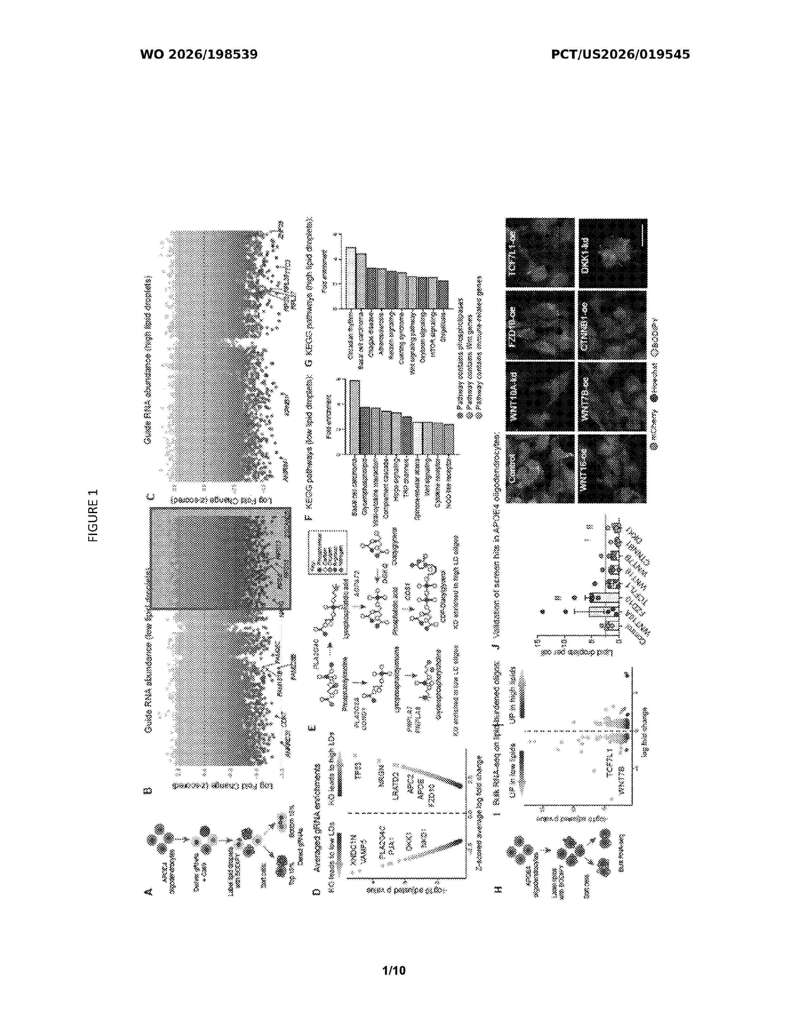 WO_2026198539_A1