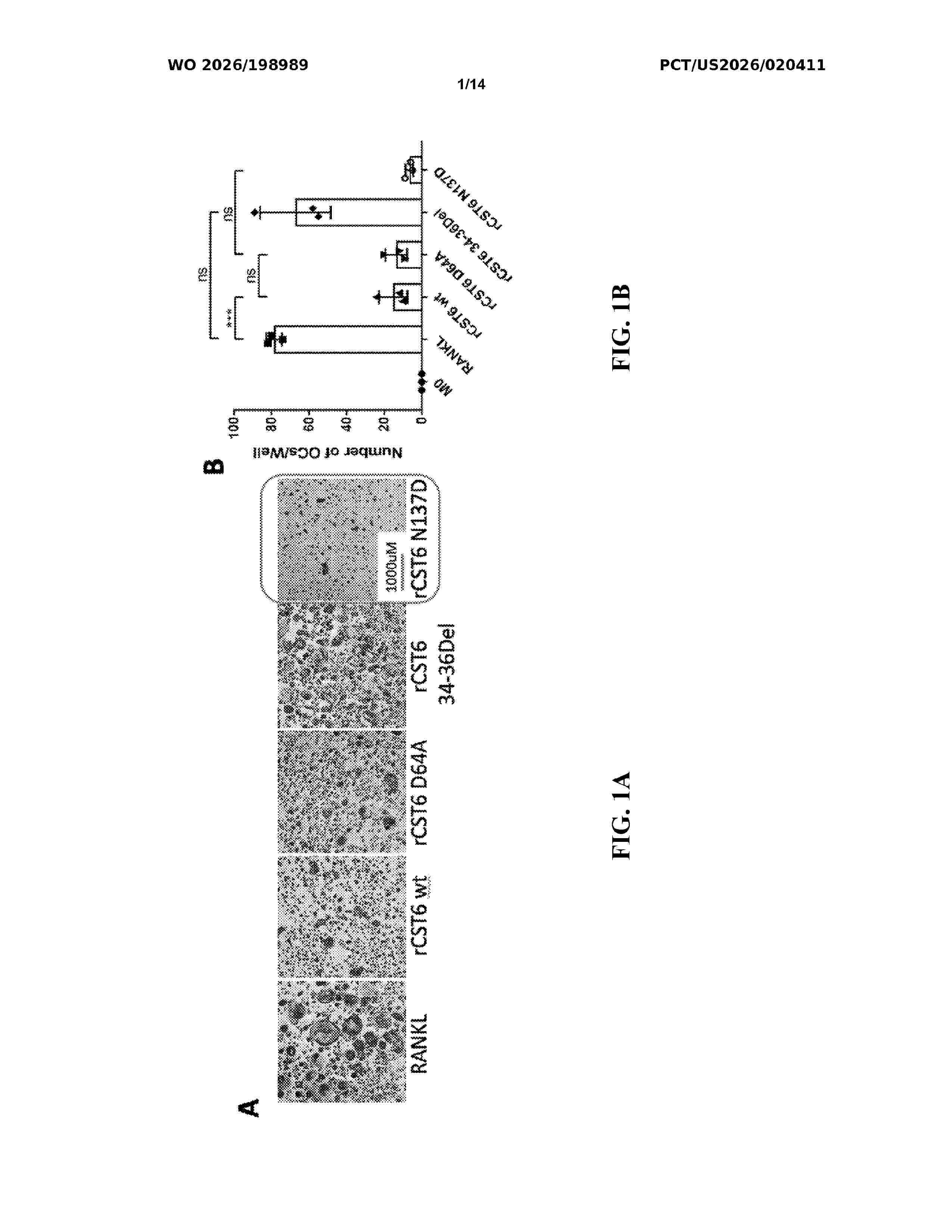 WO_2026198989_A1