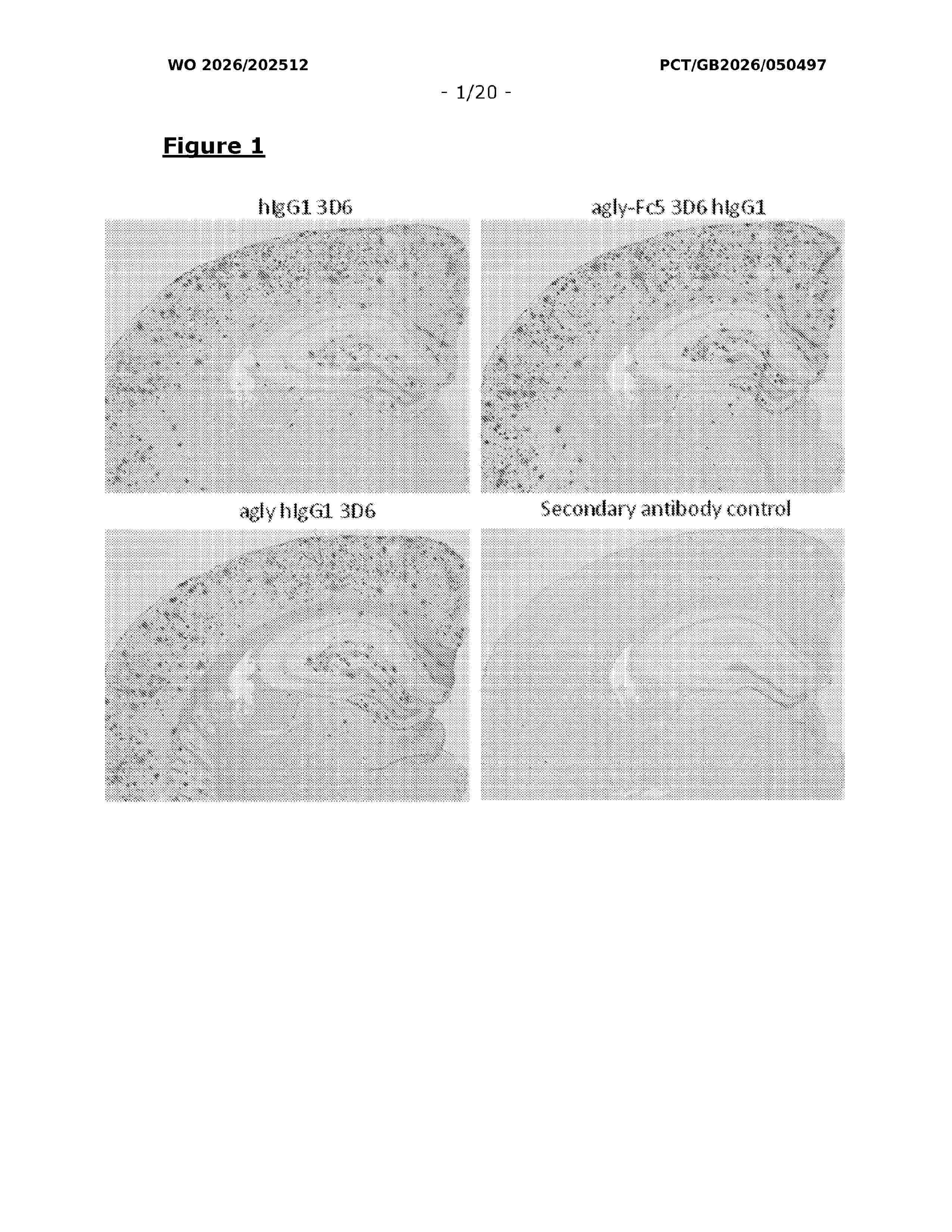 WO_2026202512_A1