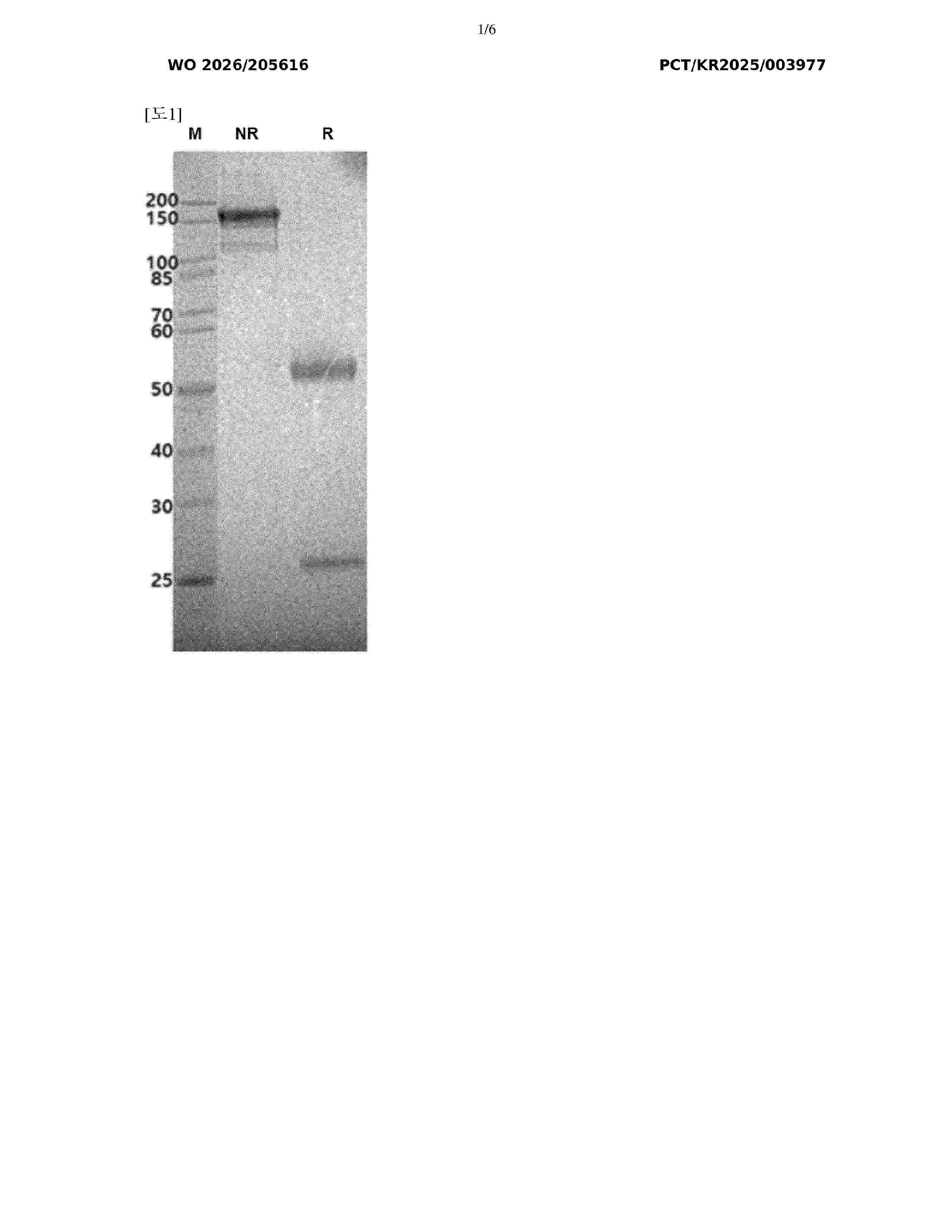 WO_2026205616_A1