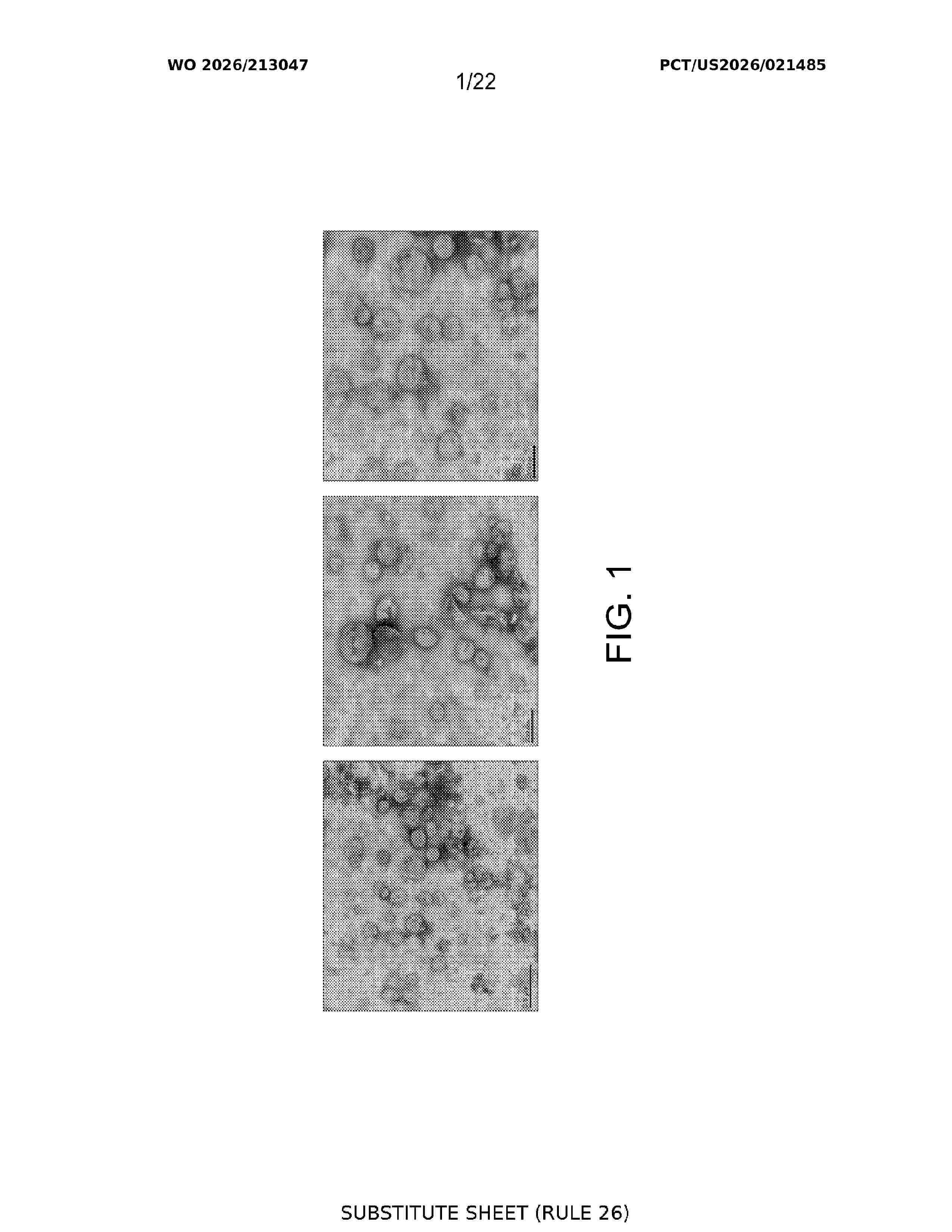 WO_2026213047_A1