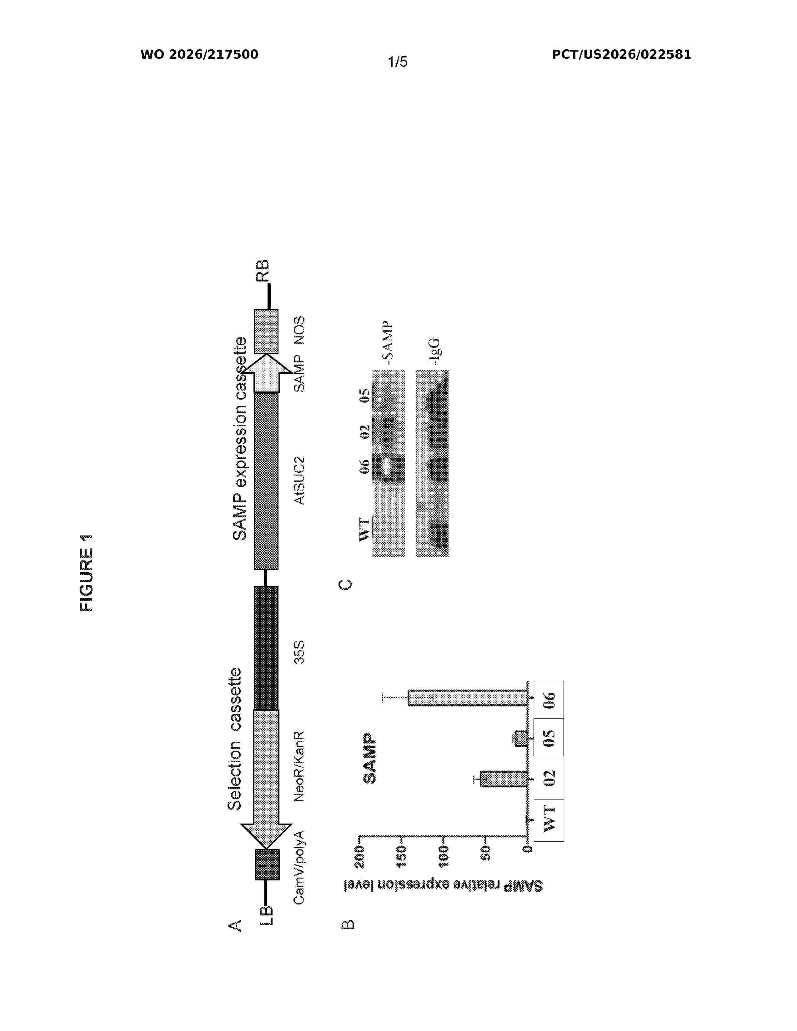 WO_2026217500_A1